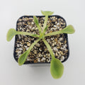 Pinguicula acuminata live plant product image 1