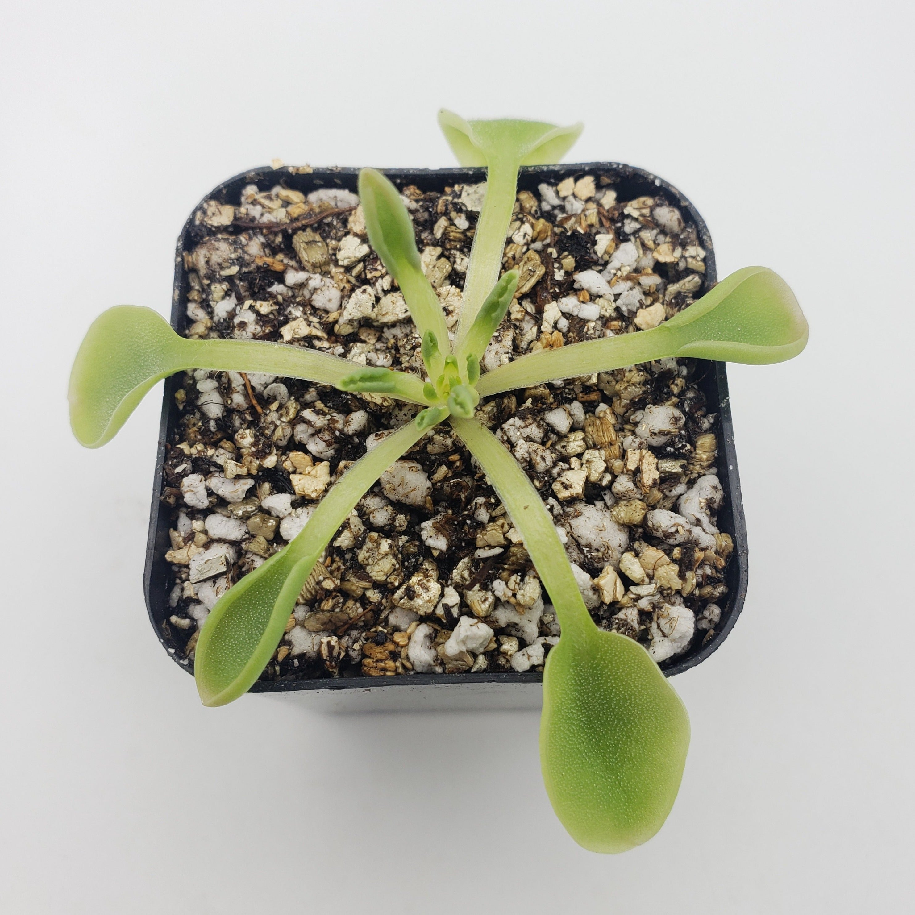 Pinguicula acuminata live plant product image 1