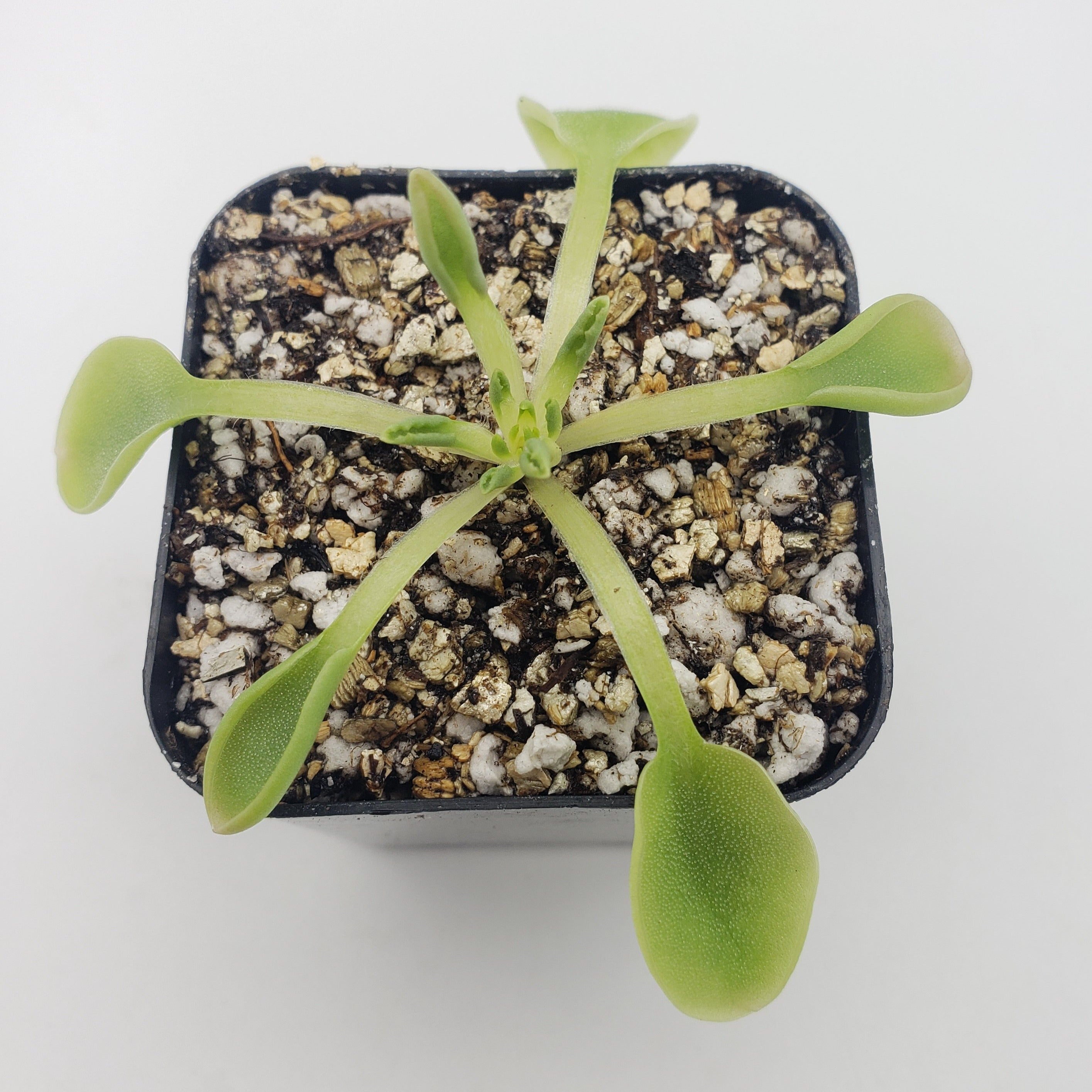 Pinguicula acuminata live plant product image 3