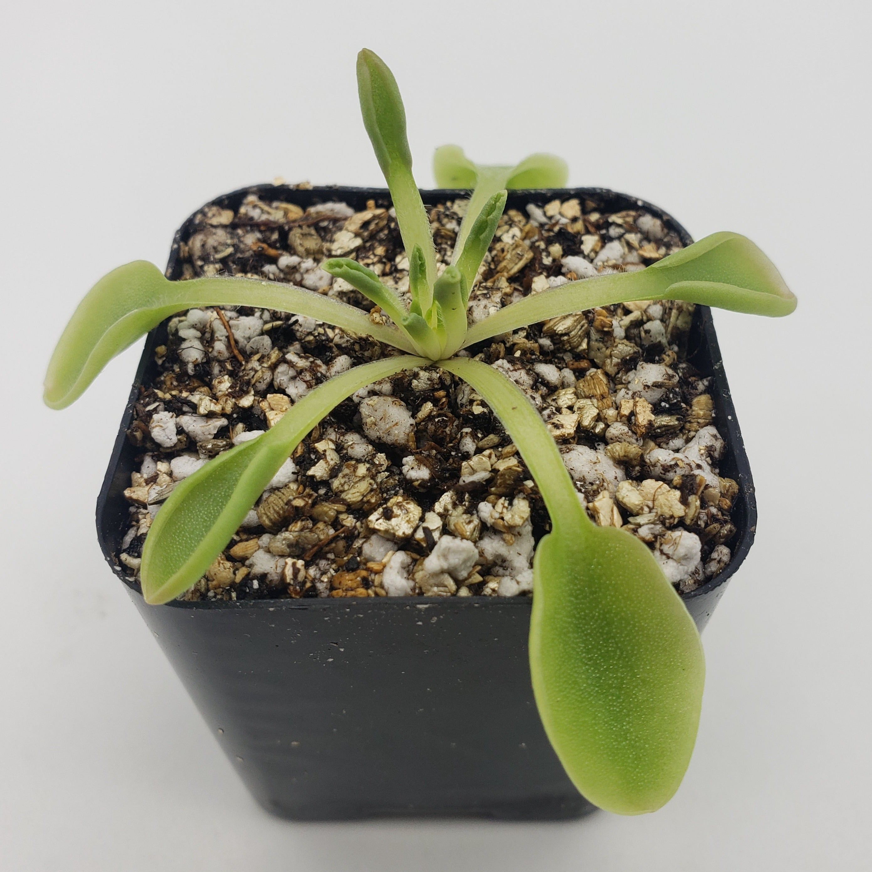 Pinguicula acuminata live plant product image 5