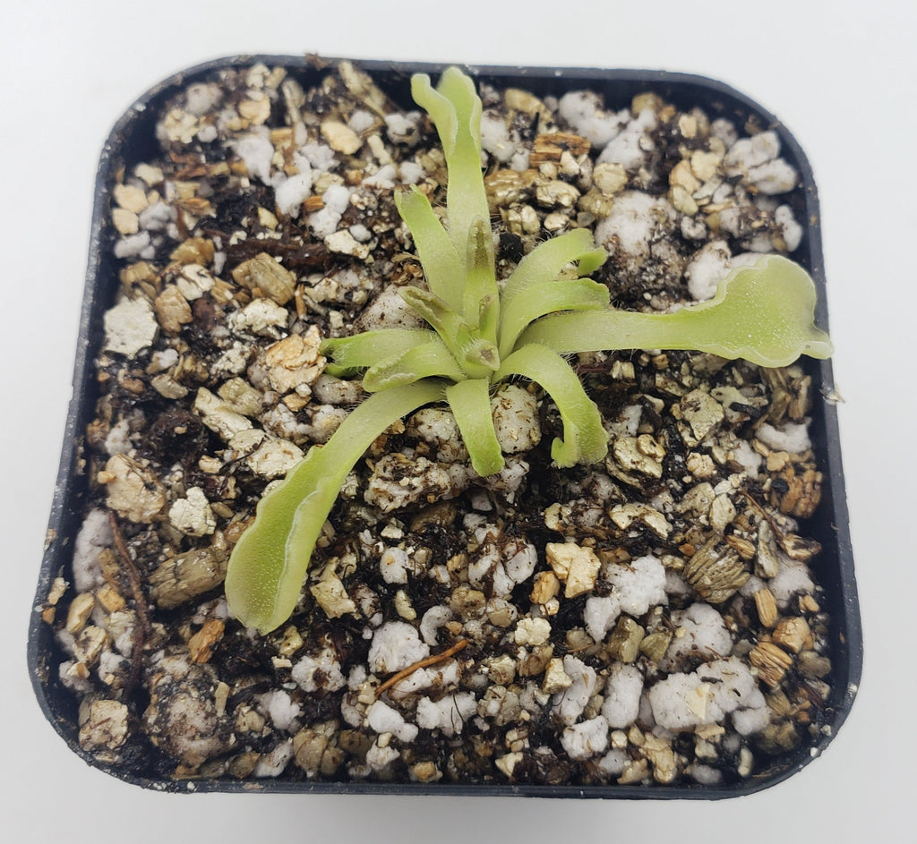 Pinguicula acuminata live plant product image 4