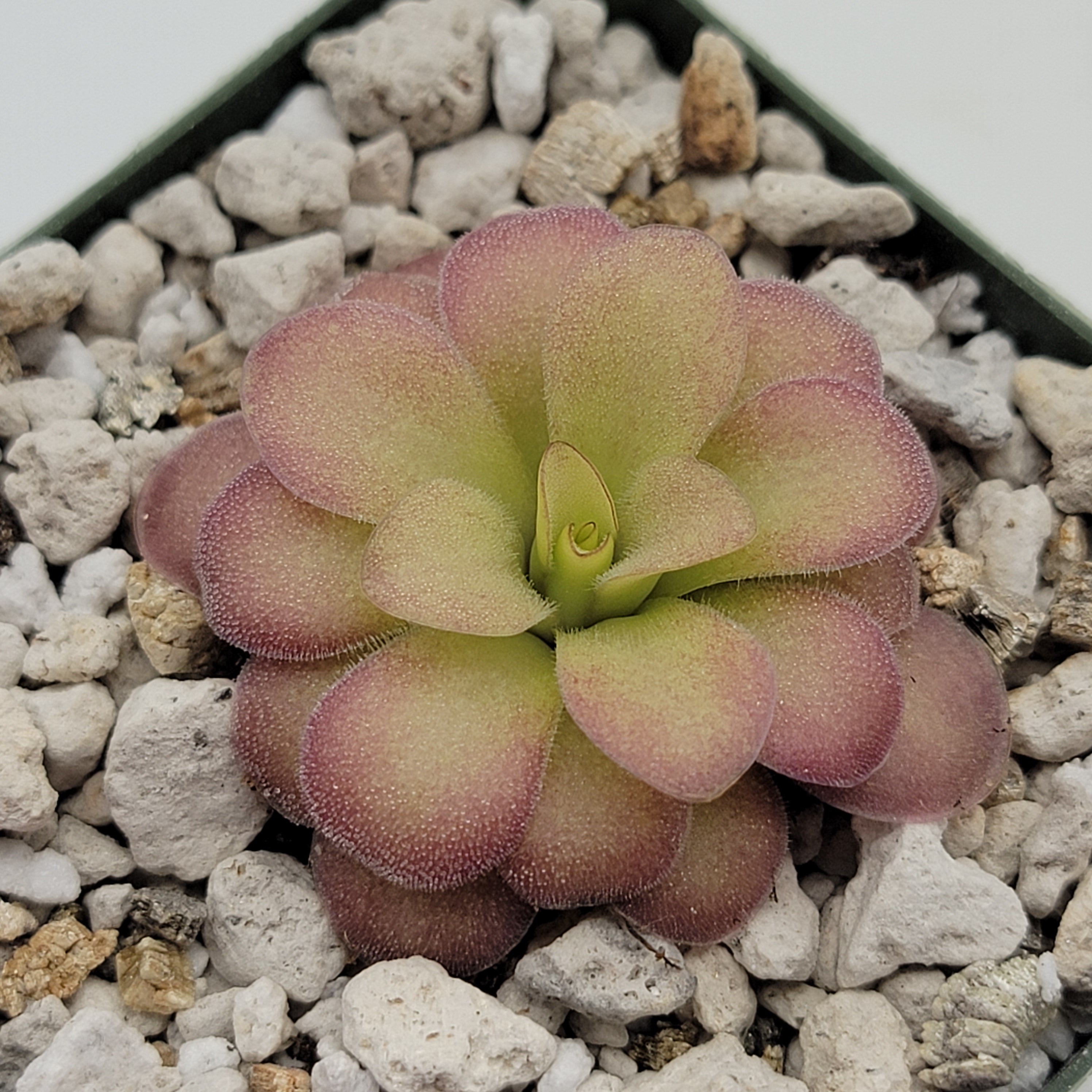 Pinguicula agnata 'El Lobo' x (laueana CP2 x emarginata) product image 4