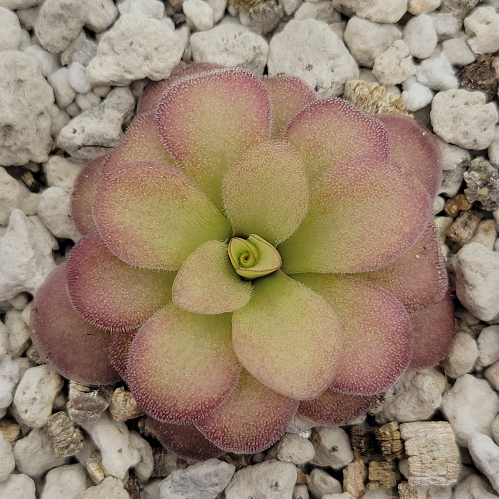 Pinguicula agnata 'El Lobo' x (laueana CP2 x emarginata) product image 1
