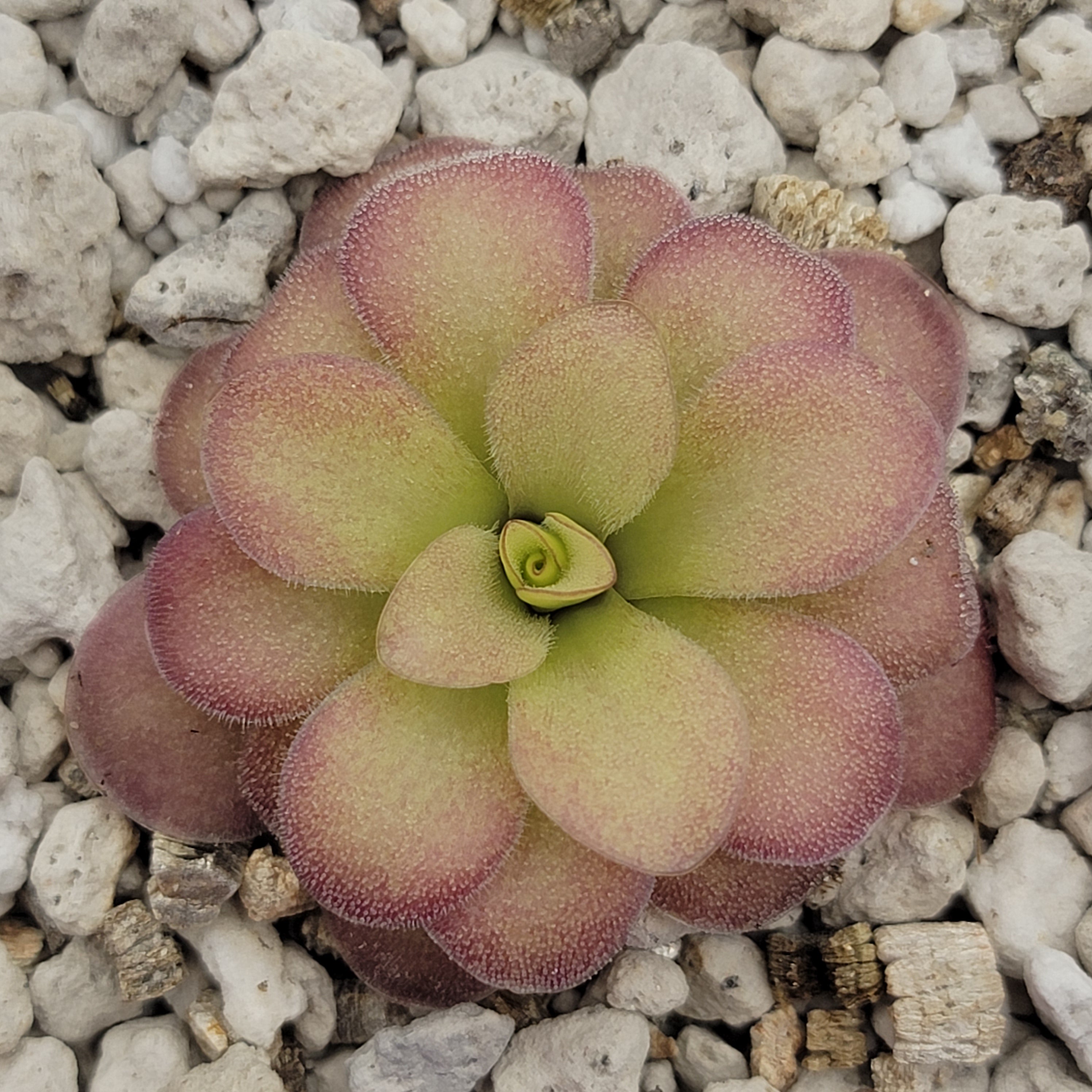 Pinguicula agnata 'El Lobo' x (laueana CP2 x emarginata) product image 1