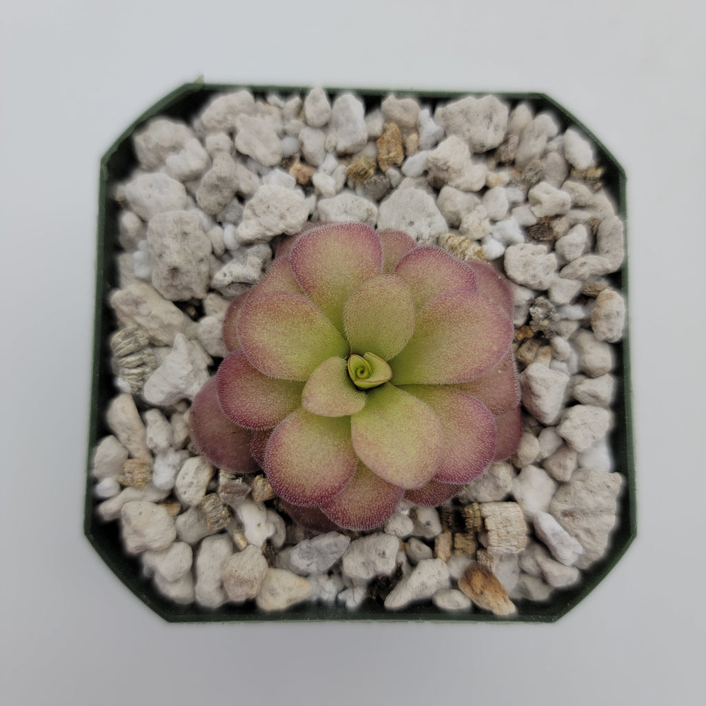 Pinguicula agnata 'El Lobo' x (laueana CP2 x emarginata) product image 2
