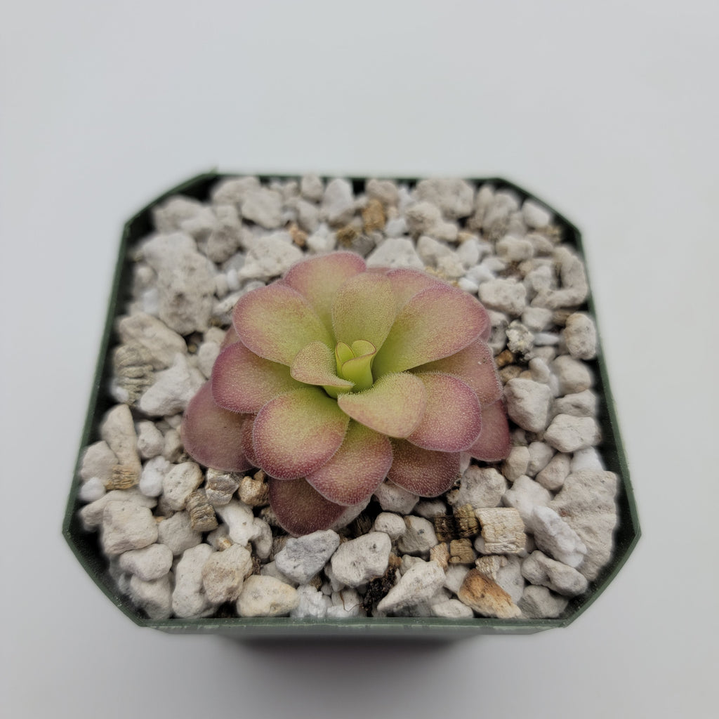 Pinguicula agnata 'El Lobo' x (laueana CP2 x emarginata) product image 3
