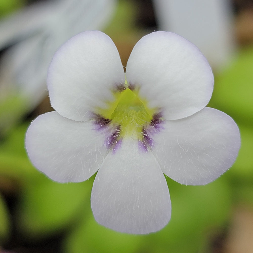 Pinguicula agnata 'El Lobo' live plant product image 2
