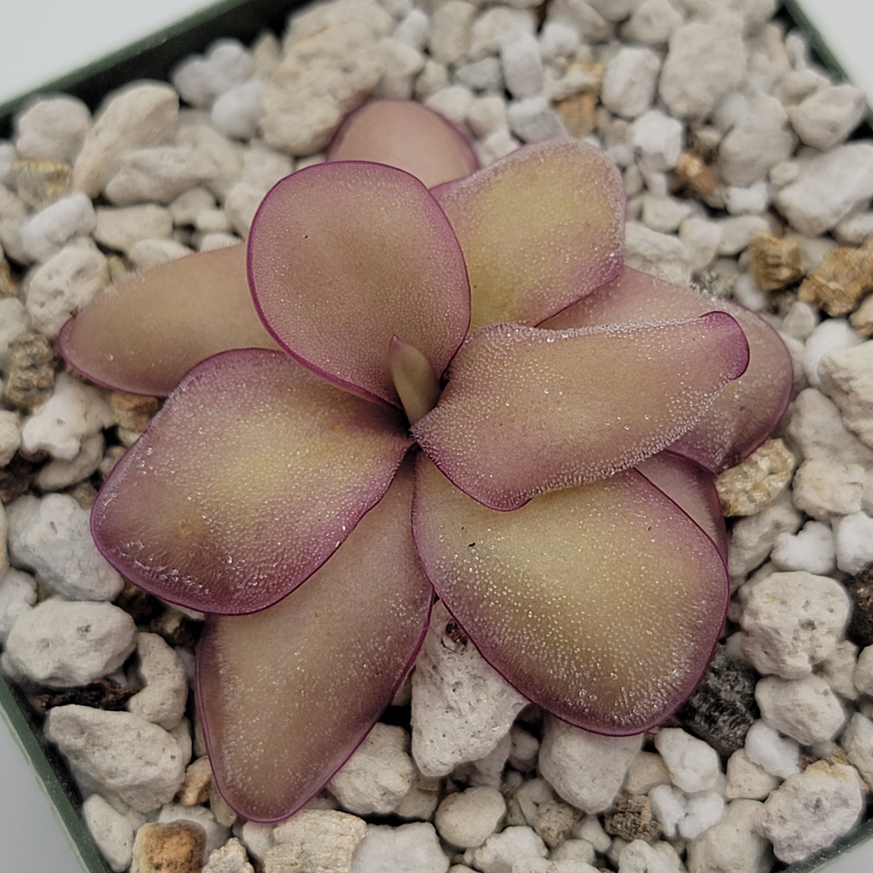 Pinguicula agnata 'El Lobo' x (laueana CP2 x emarginata) product image 5