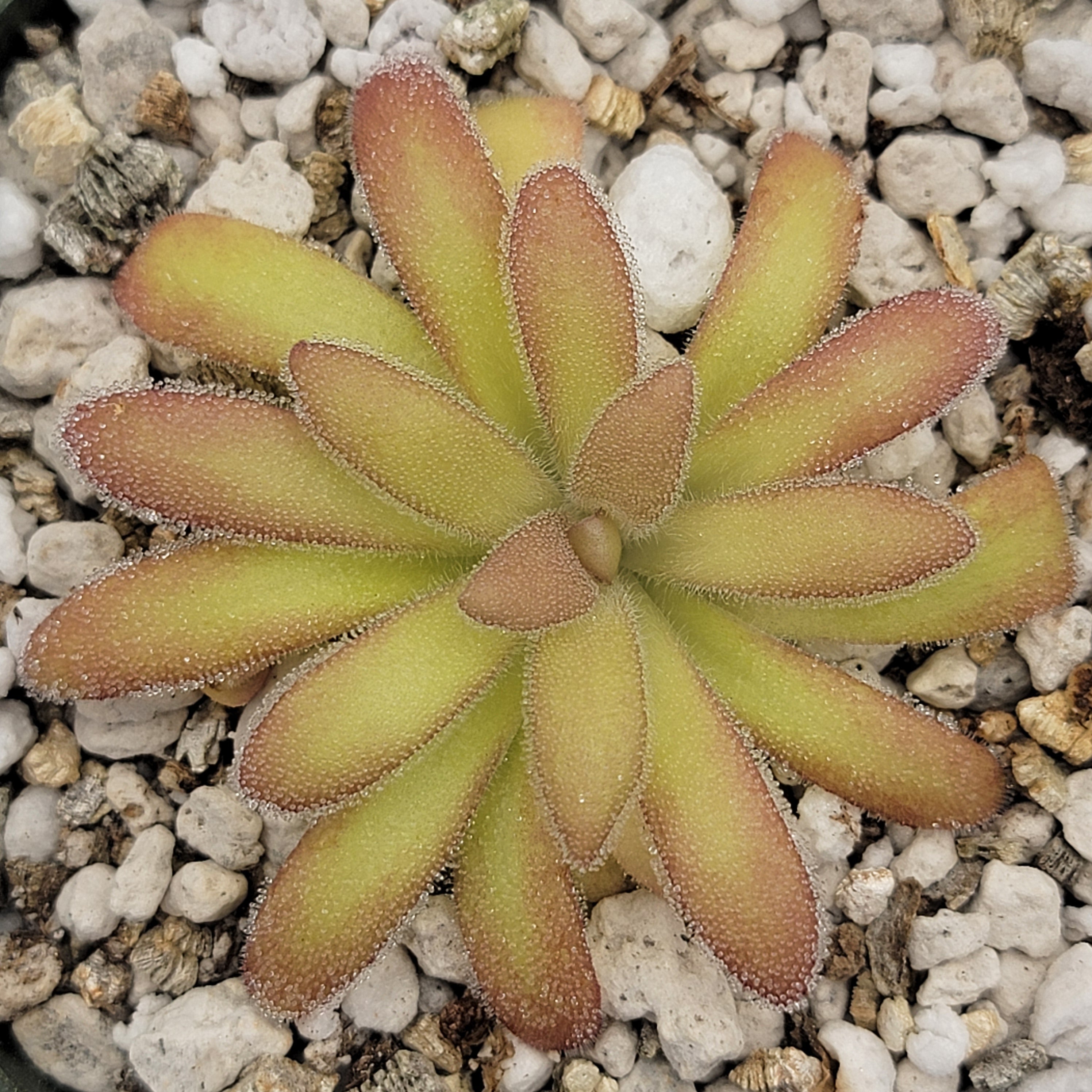 Pinguicula agnata 'El Lobo' x gypsicola product image 2