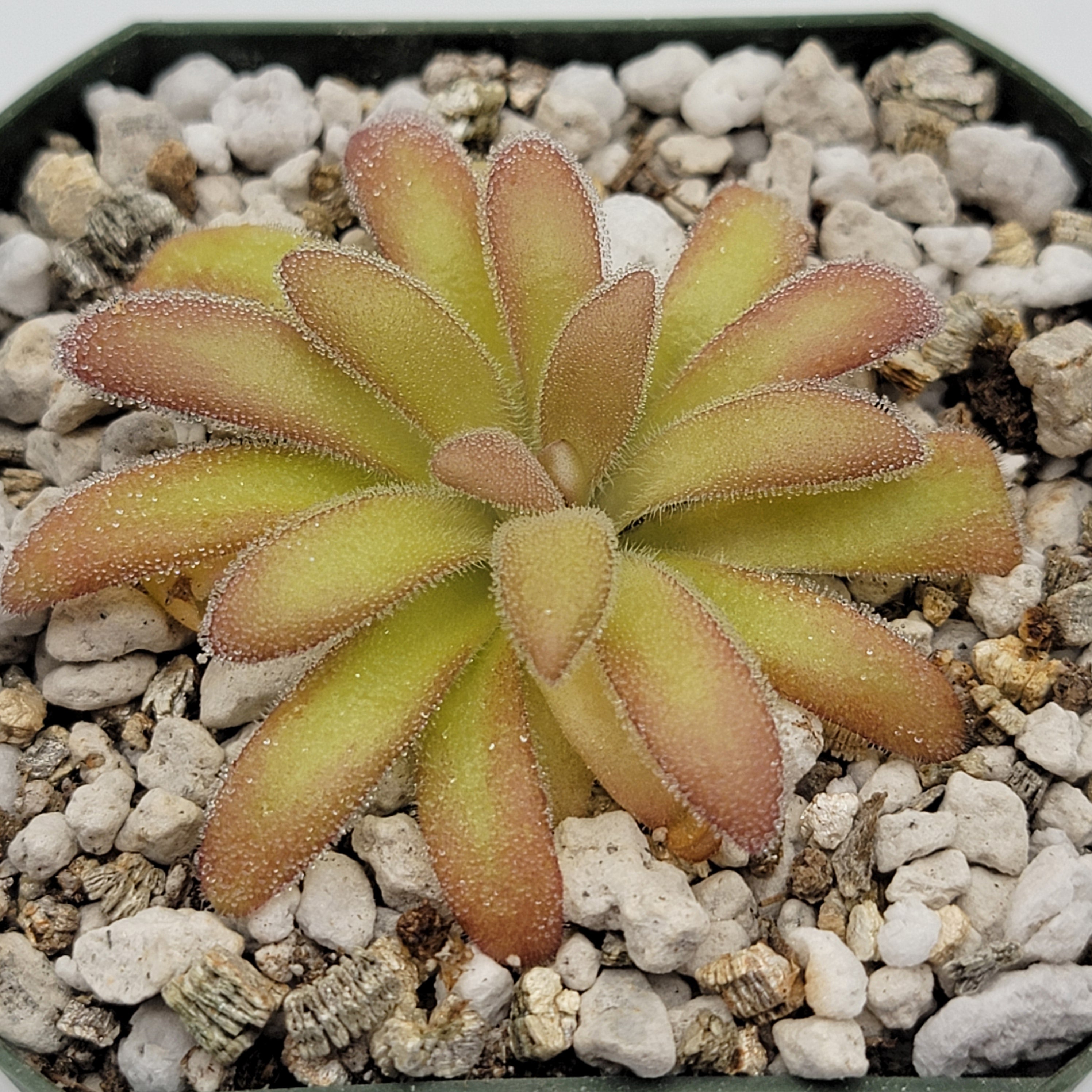 Pinguicula agnata 'El Lobo' x gypsicola product image 3