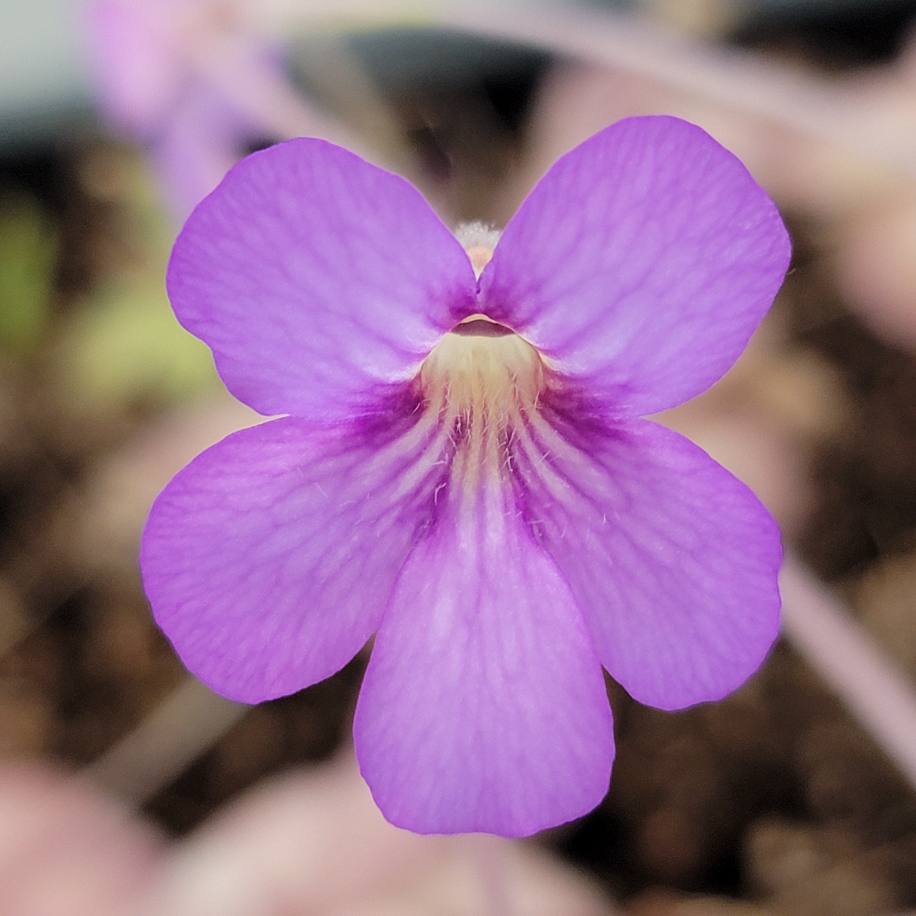 Pinguicula agnata 'El Lobo' x hemiepiphytica product image 2
