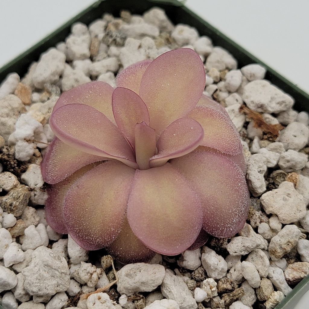 Pinguicula agnata 'El Lobo' x hemiepiphytica product image 4