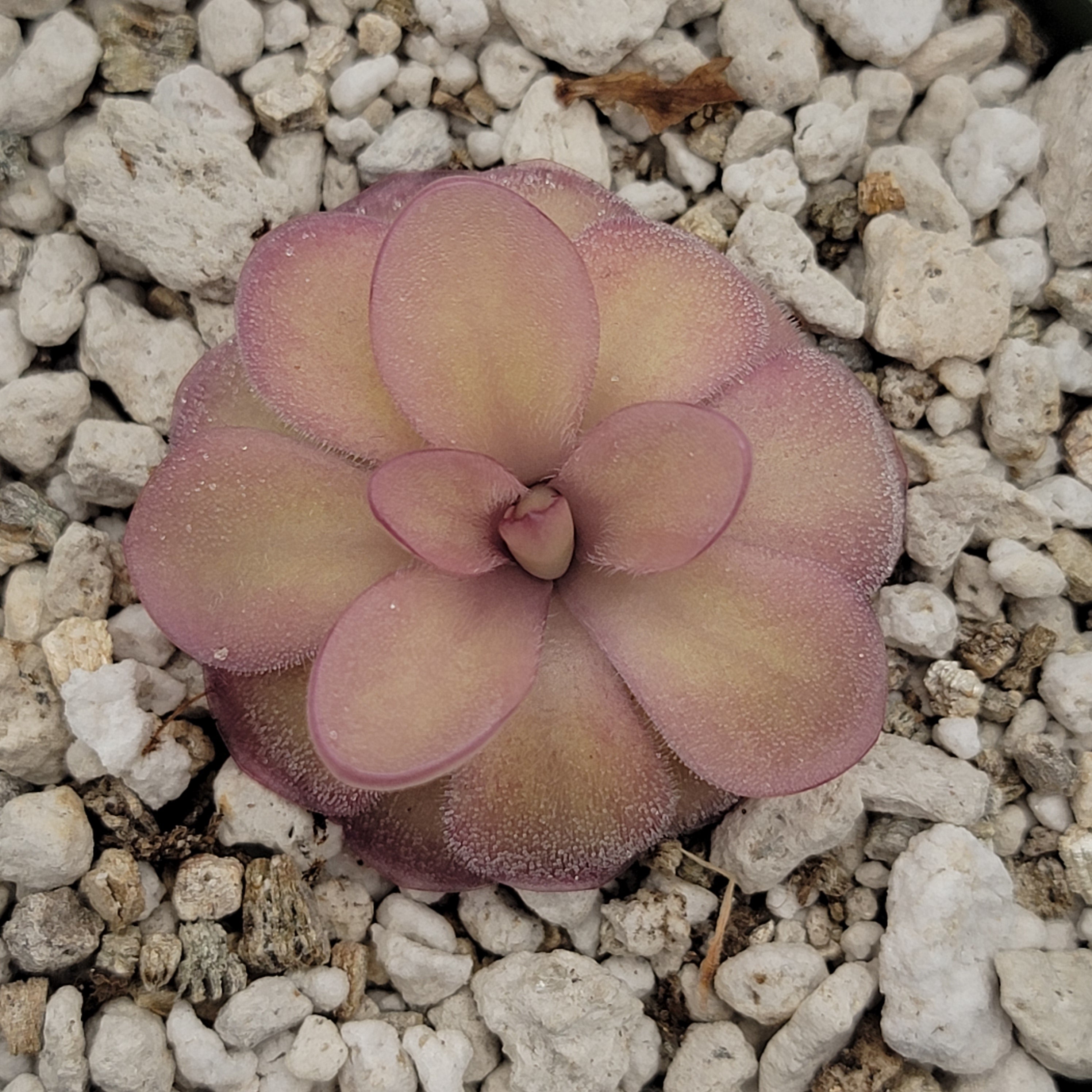 Pinguicula agnata 'El Lobo' x hemiepiphytica product image 5