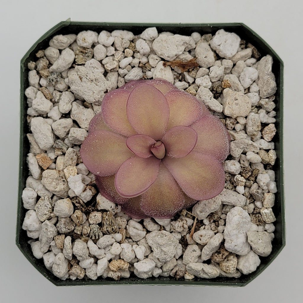 Pinguicula agnata 'El Lobo' x hemiepiphytica product image 6