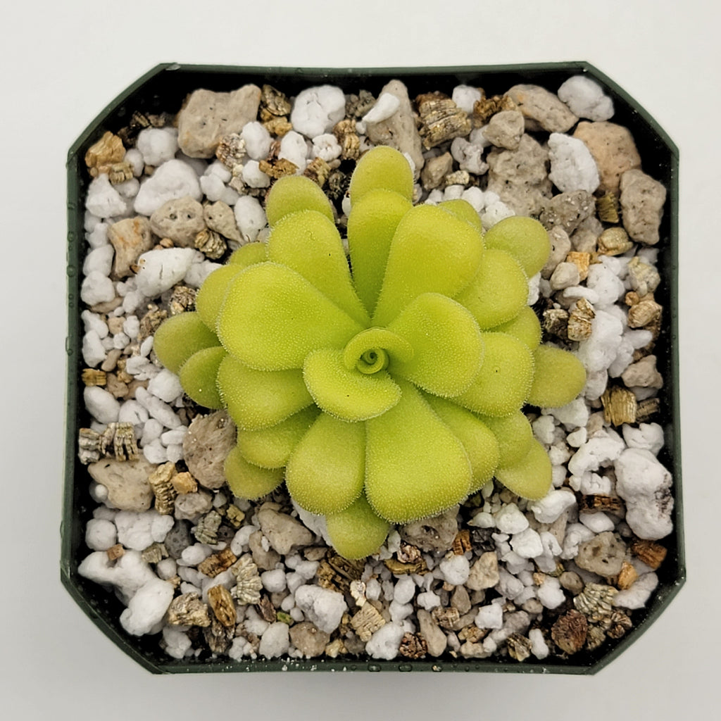 Pinguicula agnata {Mesaleon, Hidalgo, Méx} product image 2