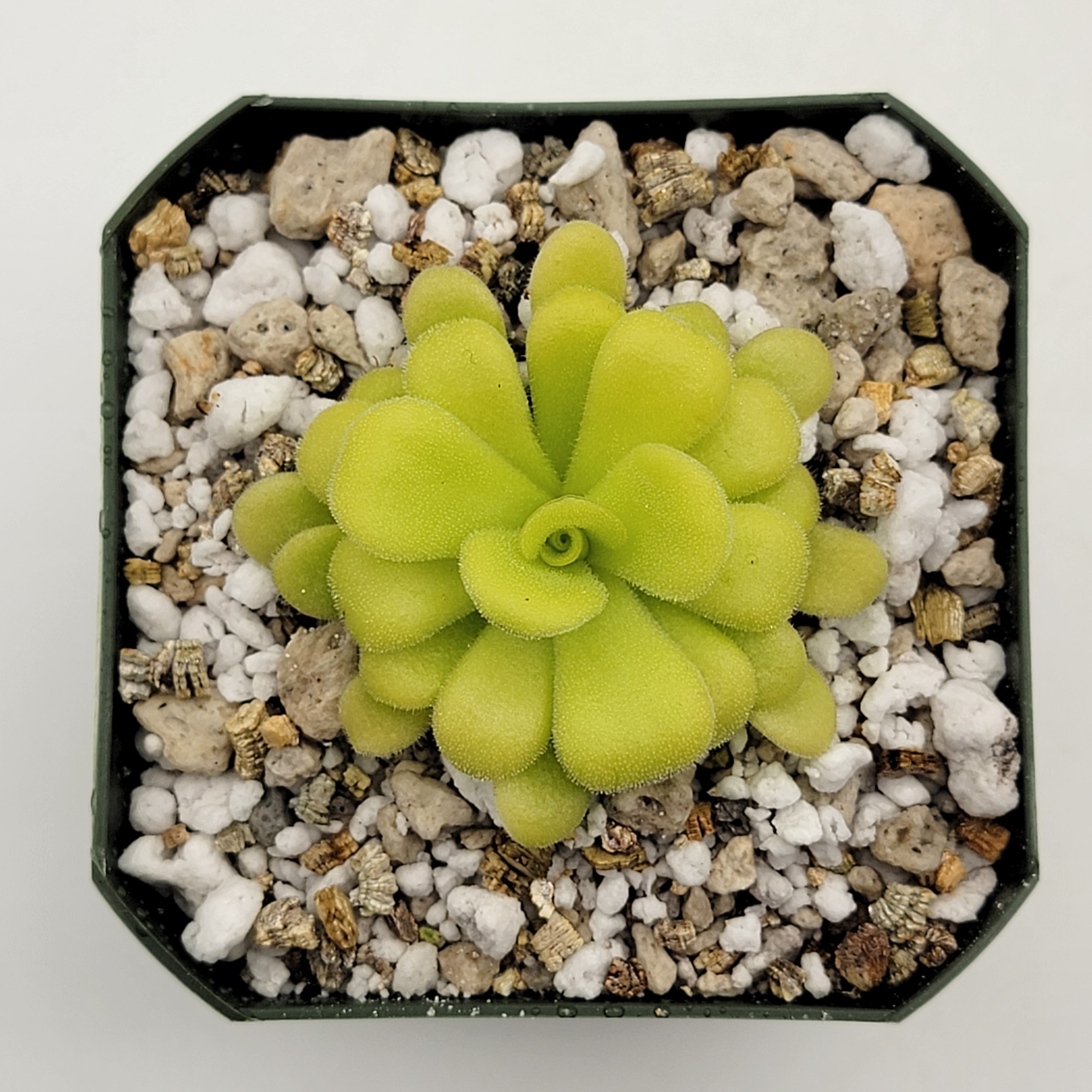 Pinguicula agnata {Mesaleon, Hidalgo, Méx} product image 2