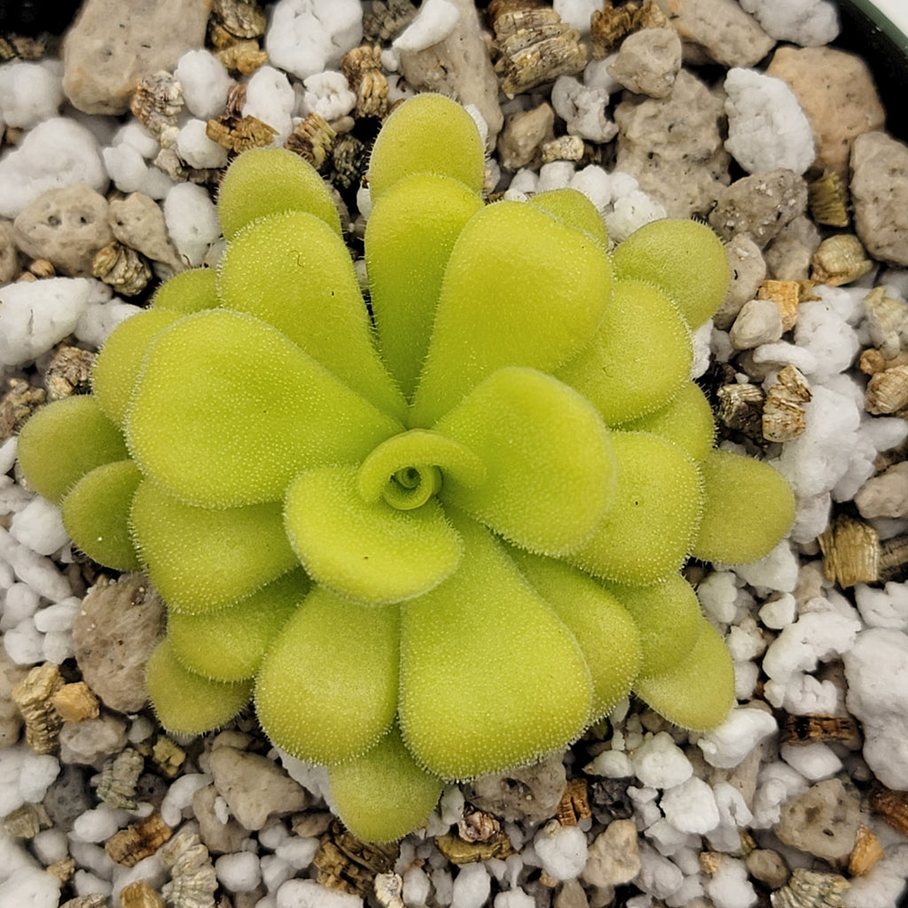 Pinguicula agnata {Mesaleon, Hidalgo, Méx} product image 1