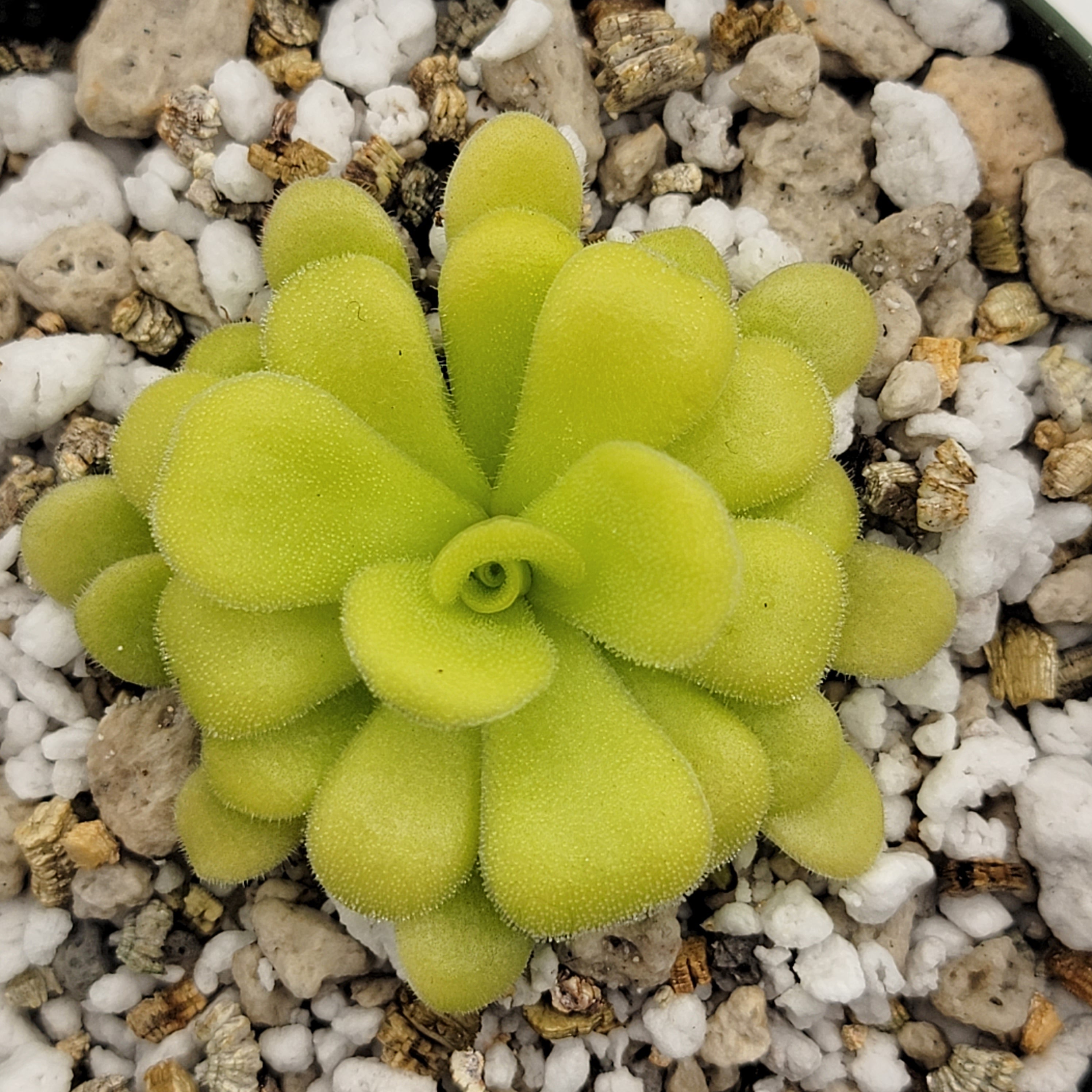 Pinguicula agnata {Mesaleon, Hidalgo, Méx} product image 1