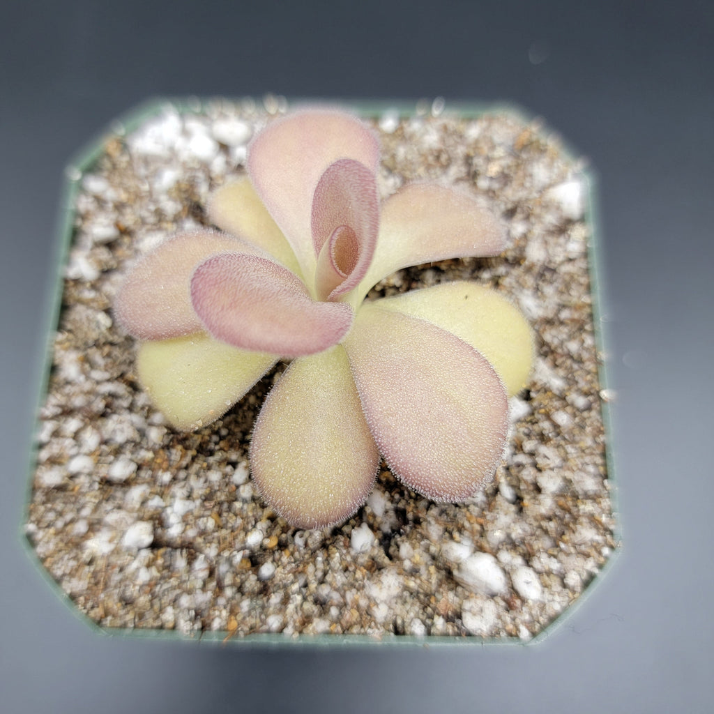 Pinguicula agnata -inchScented Flower-inch product image 2