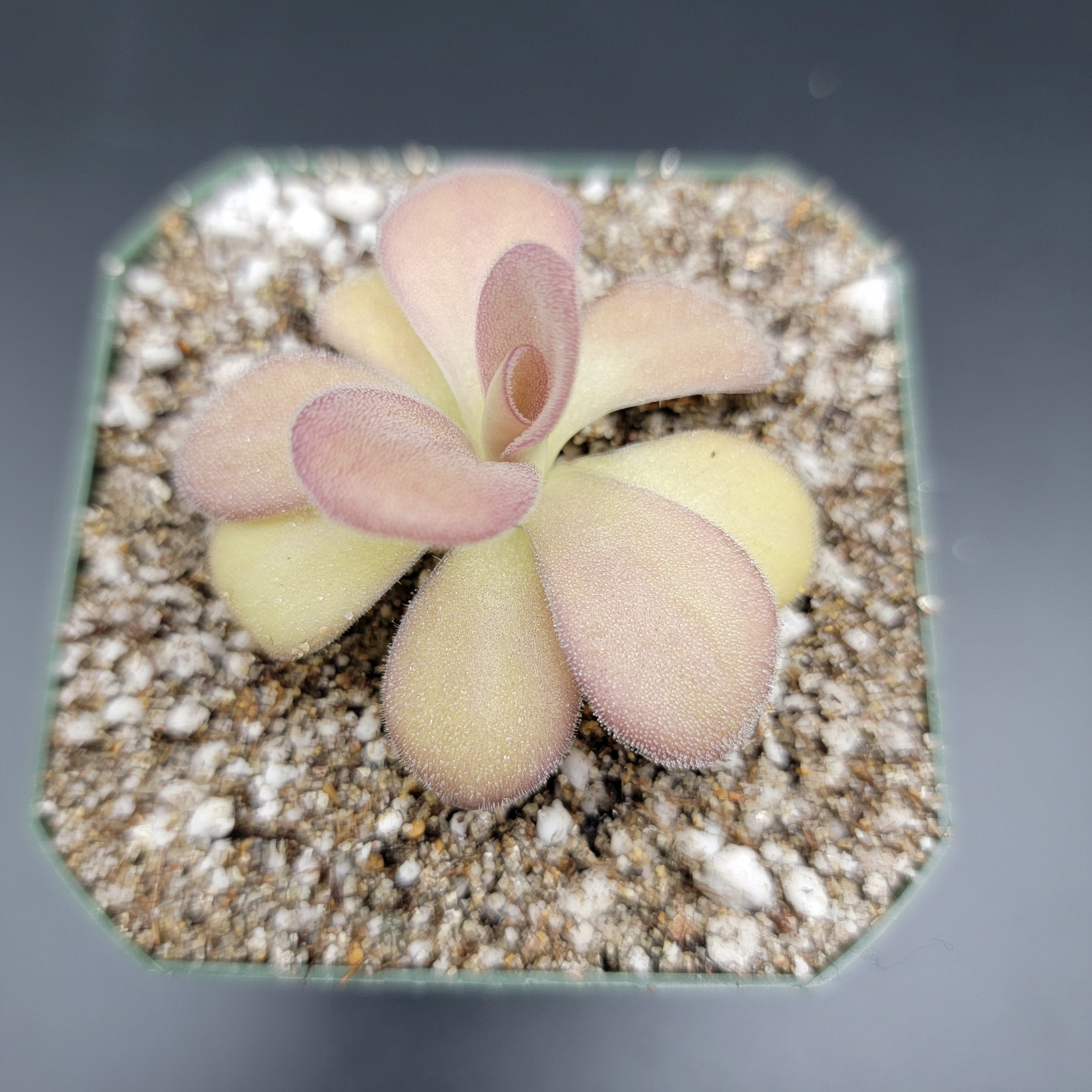 Pinguicula agnata -inchScented Flower-inch product image 2