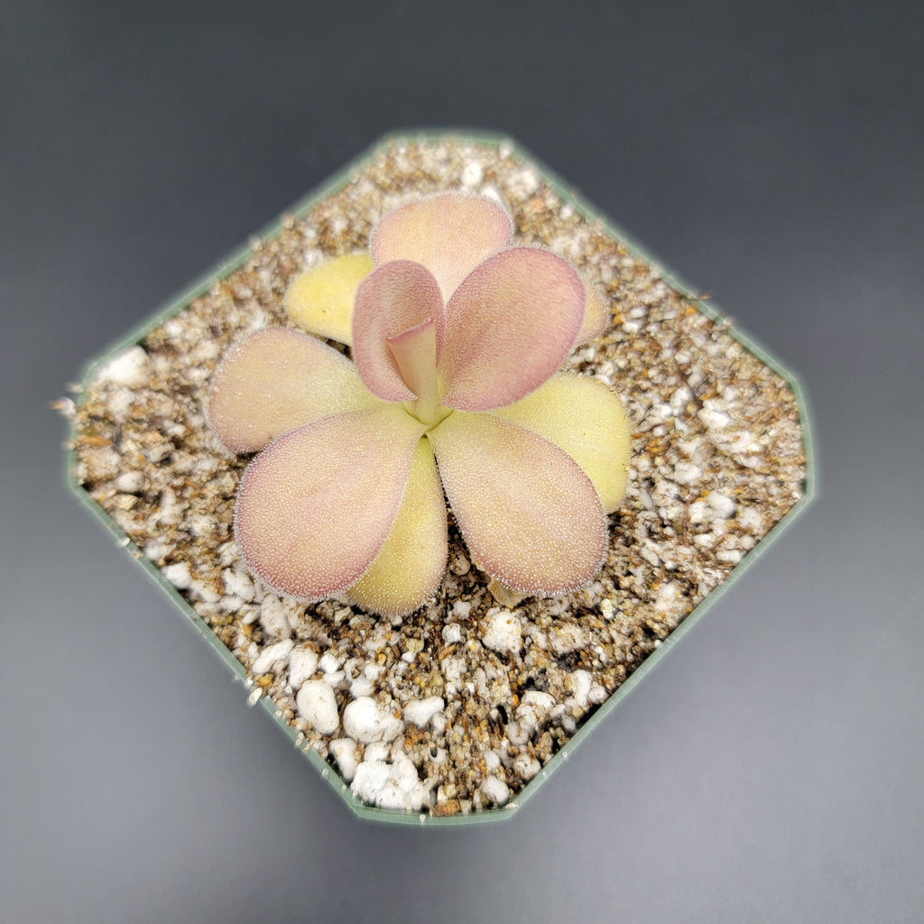 Pinguicula agnata -inchScented Flower-inch product image 1