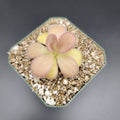 Pinguicula agnata -inchScented Flower-inch product image 1