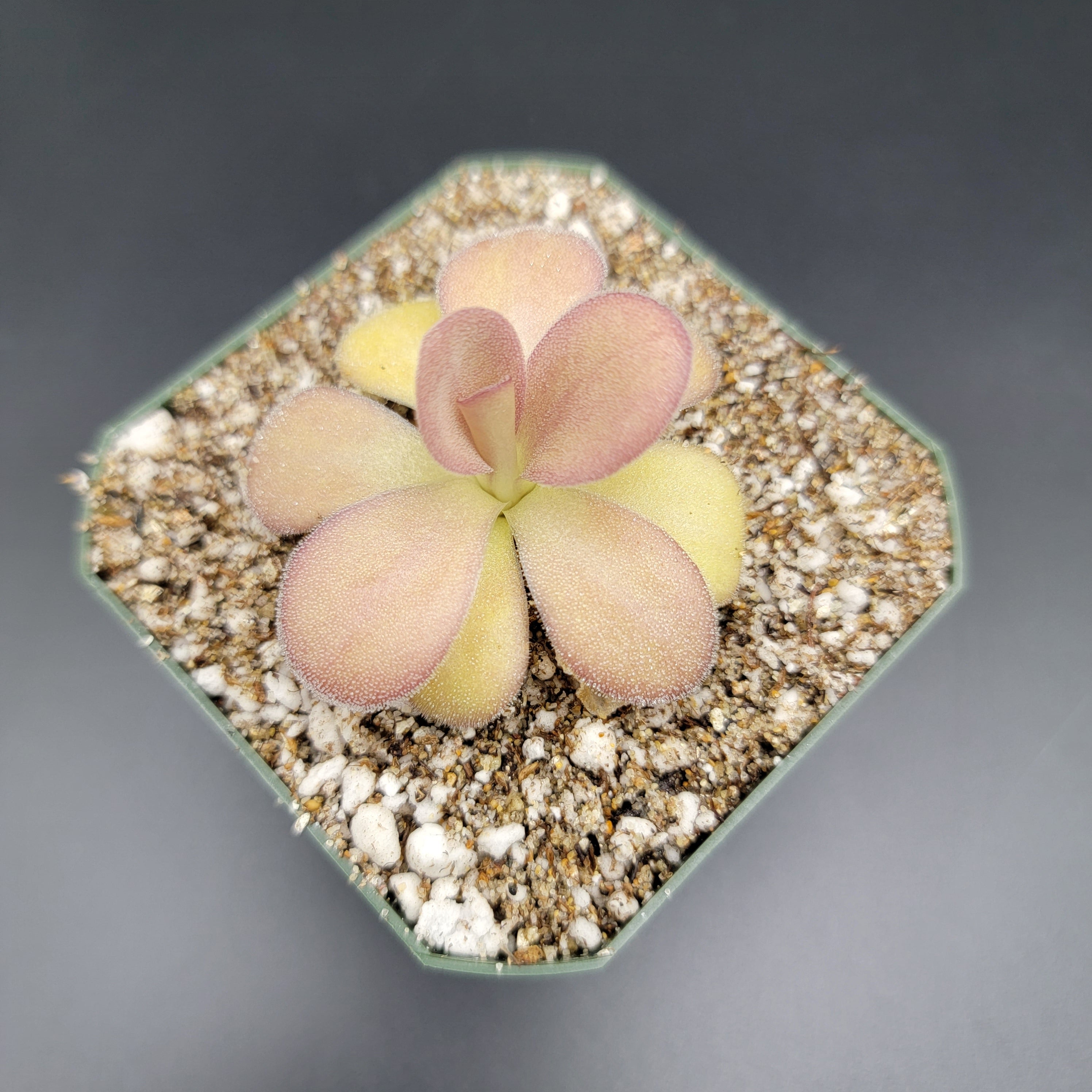 Pinguicula agnata -inchScented Flower-inch product image 1