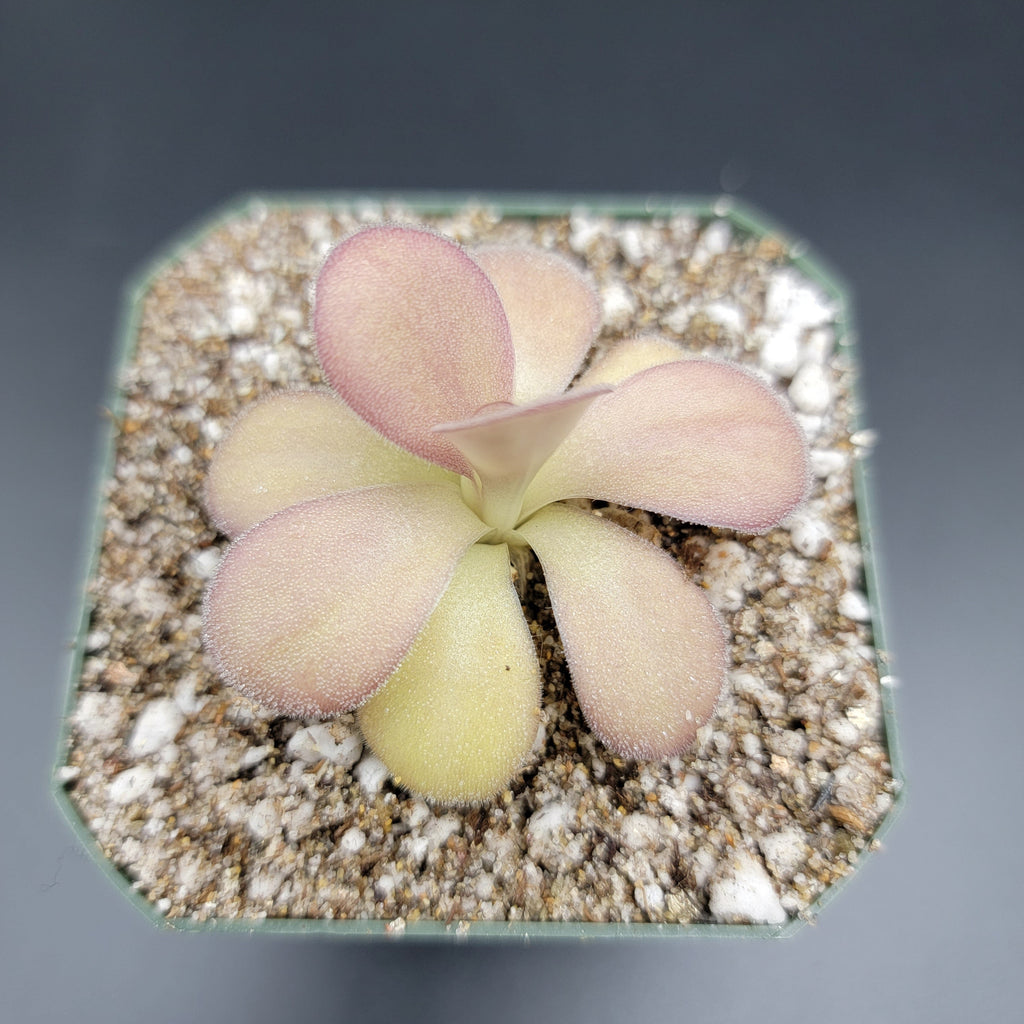 Pinguicula agnata -inchScented Flower-inch product image 3