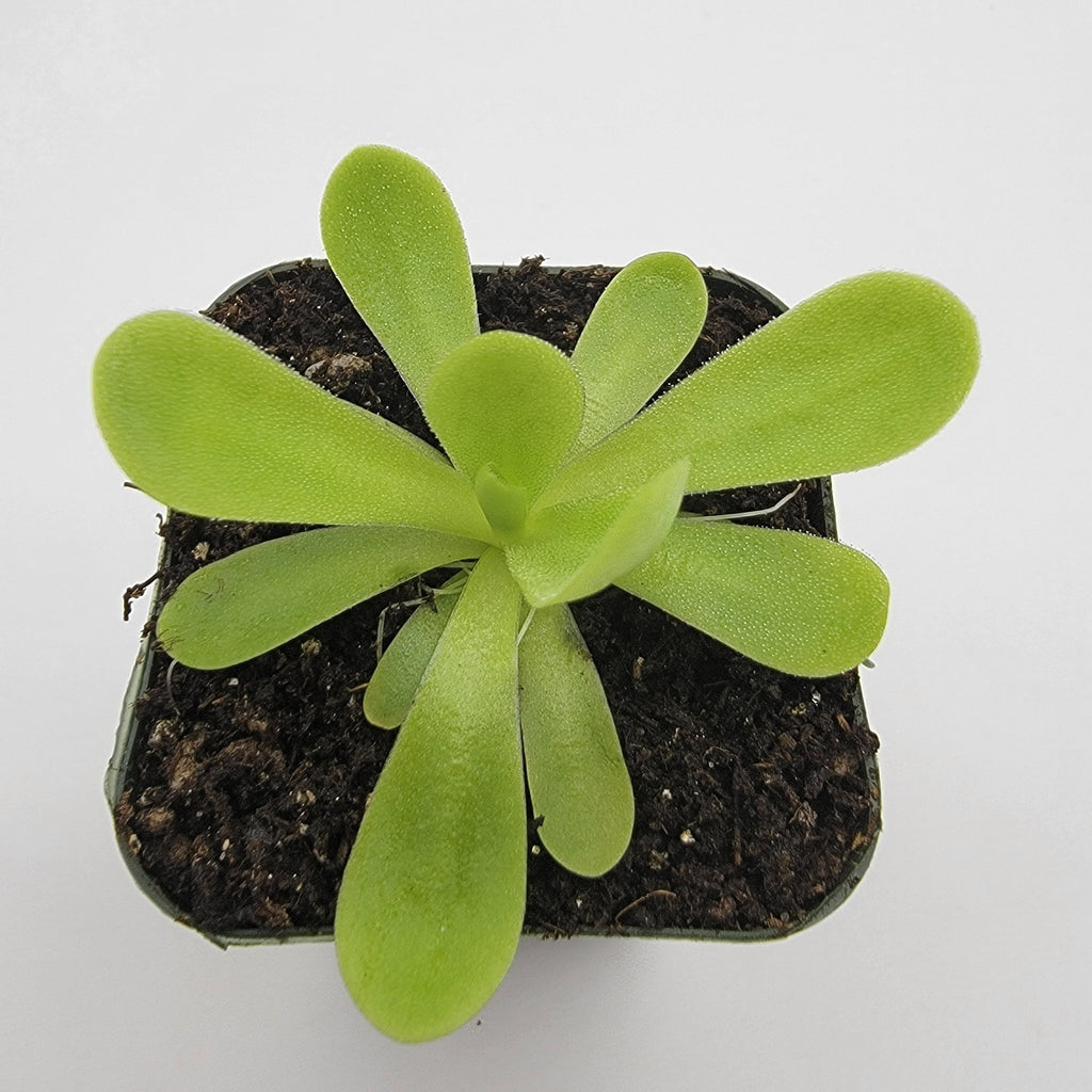 Pinguicula agnata 'True Blue' product image 4