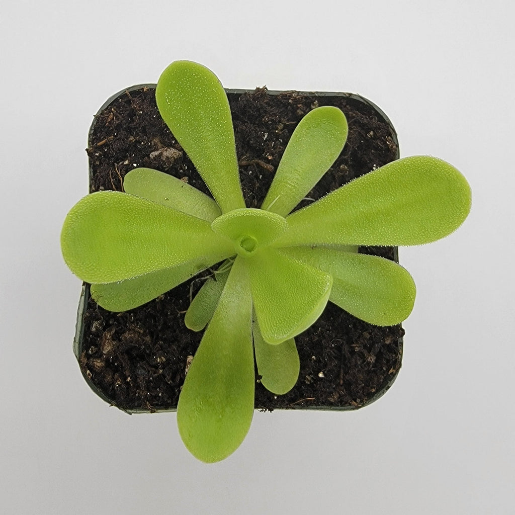 Pinguicula agnata 'True Blue' product image 2