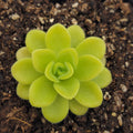 Pinguicula agnata 'True Blue' product image 1