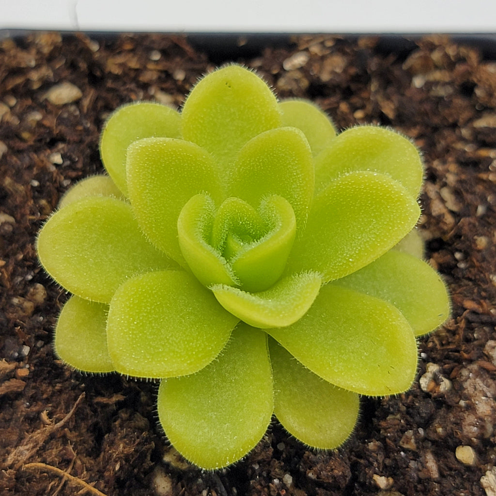 Pinguicula agnata 'True Blue' product image 3