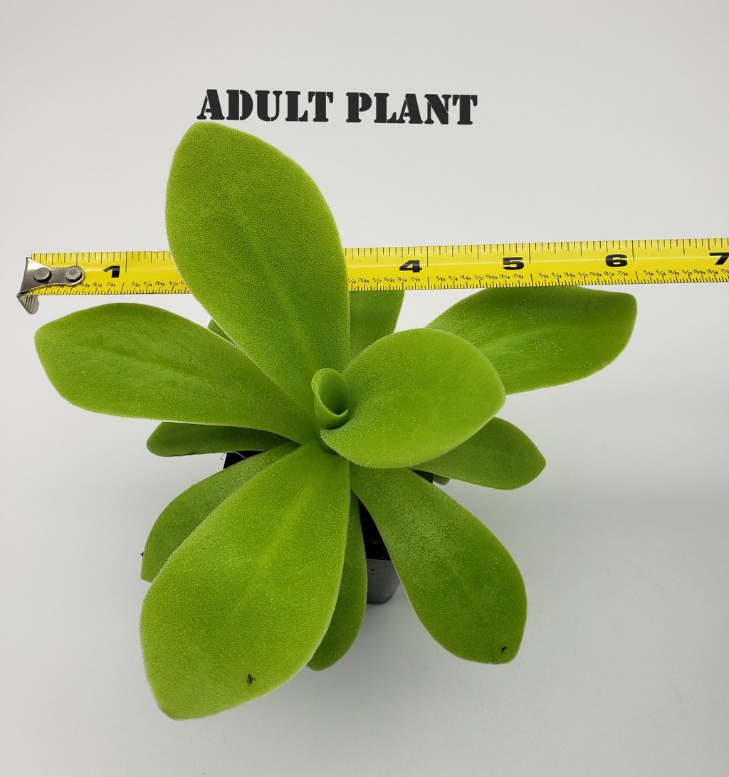Pinguicula agnata True Blue x gigantea live plant product image 5