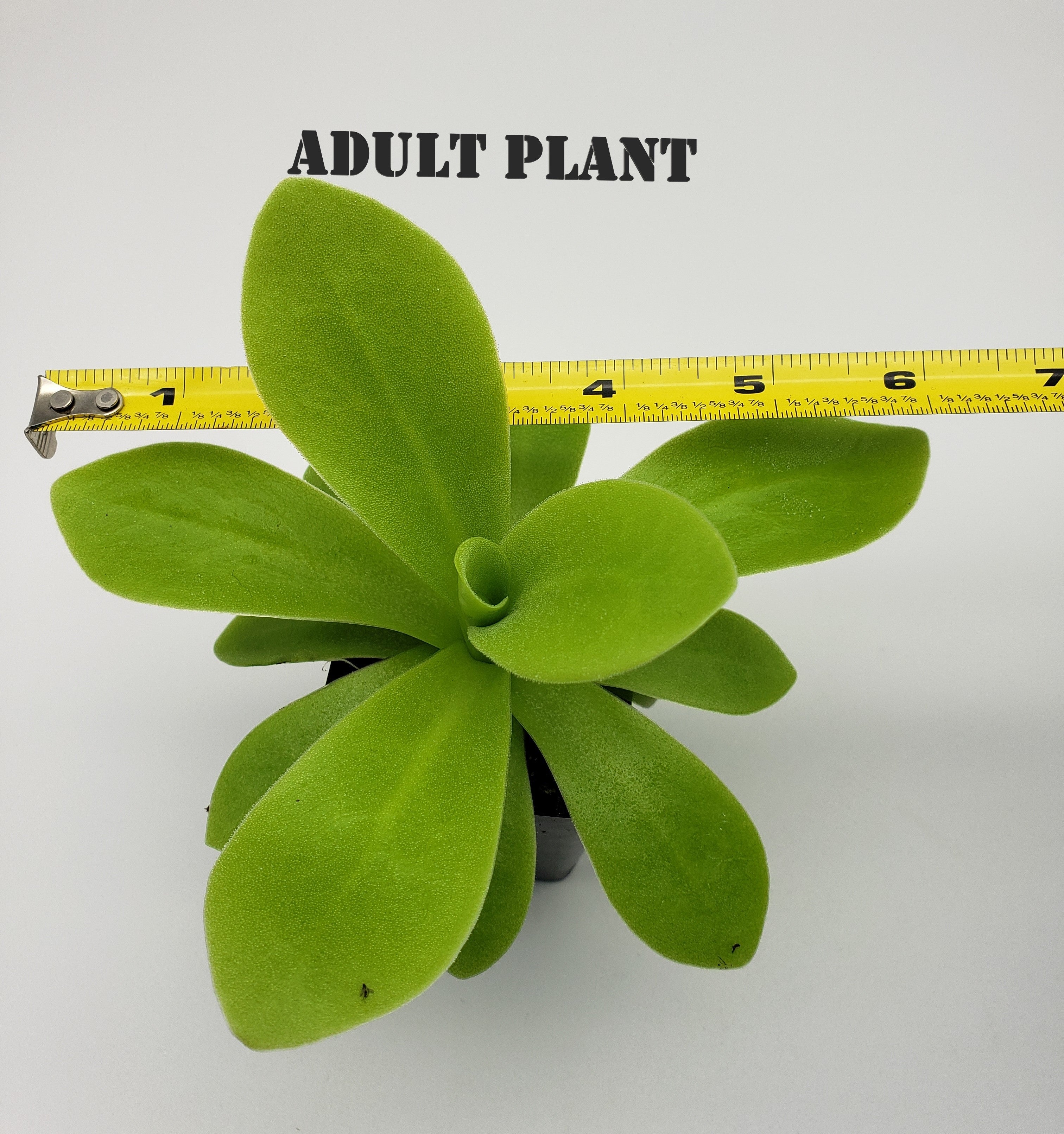 Pinguicula agnata True Blue x gigantea live plant product image 5