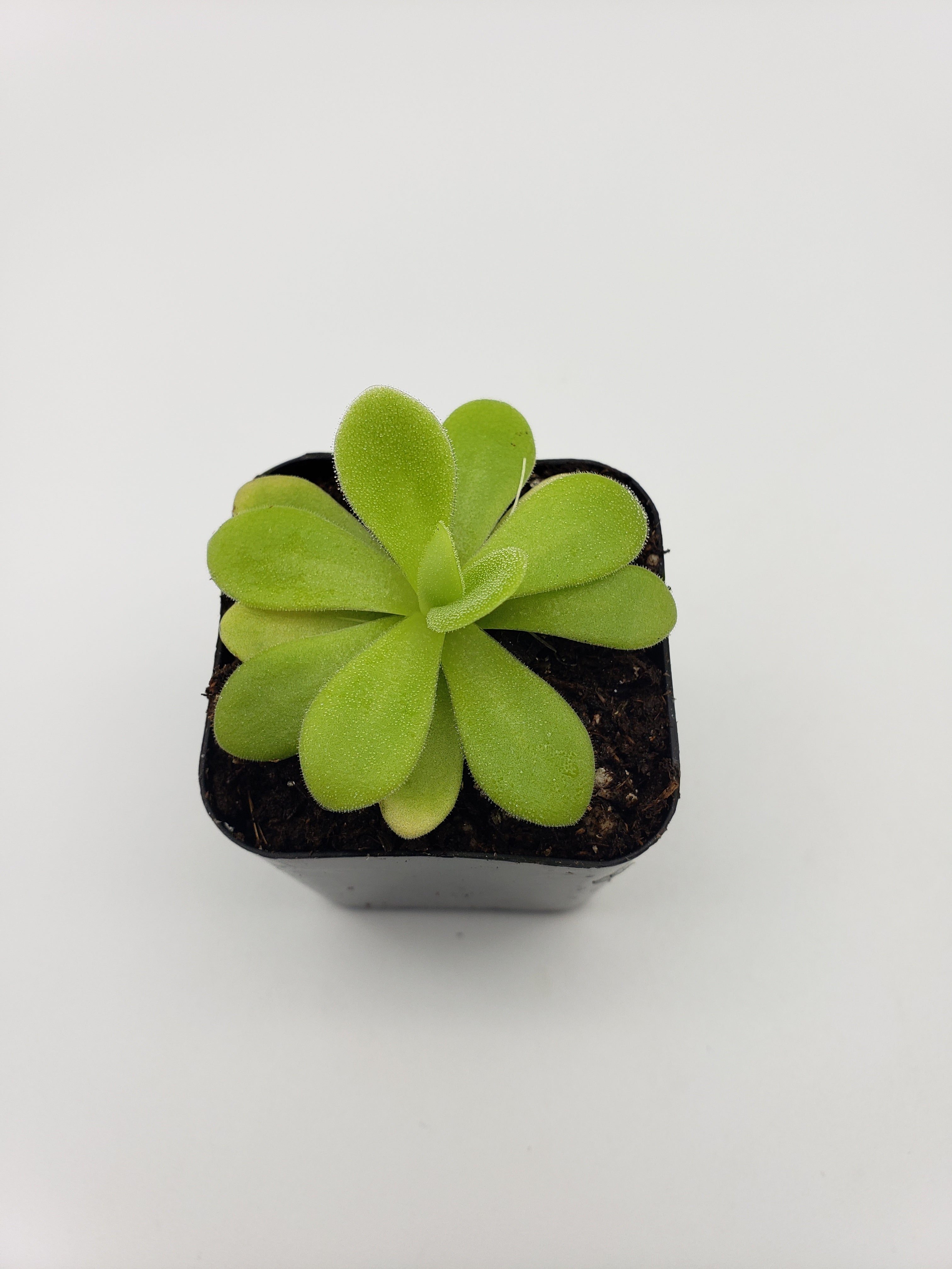 Pinguicula agnata True Blue x gigantea live plant product image 2