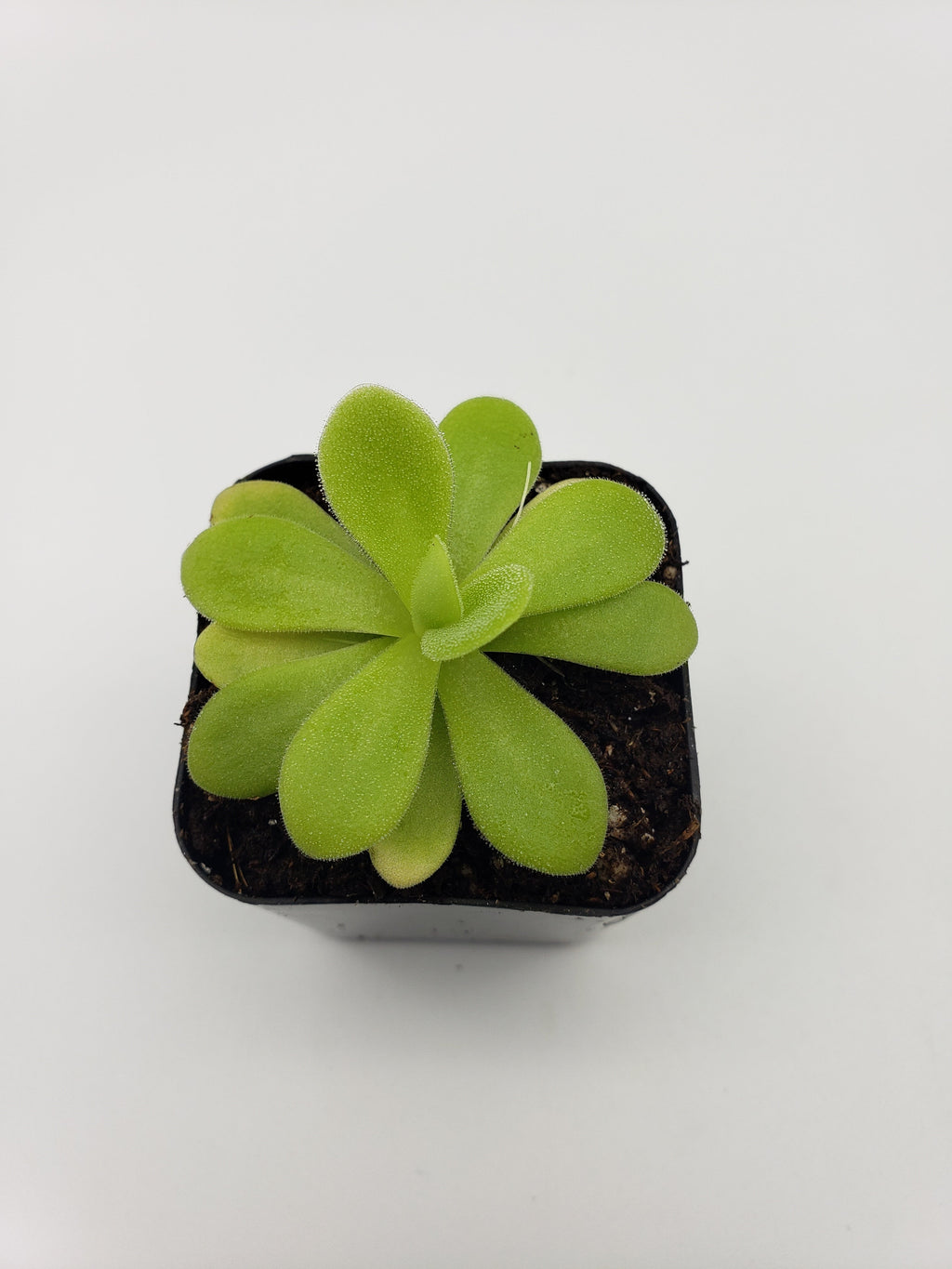 Pinguicula agnata True Blue x gigantea live plant product image 3