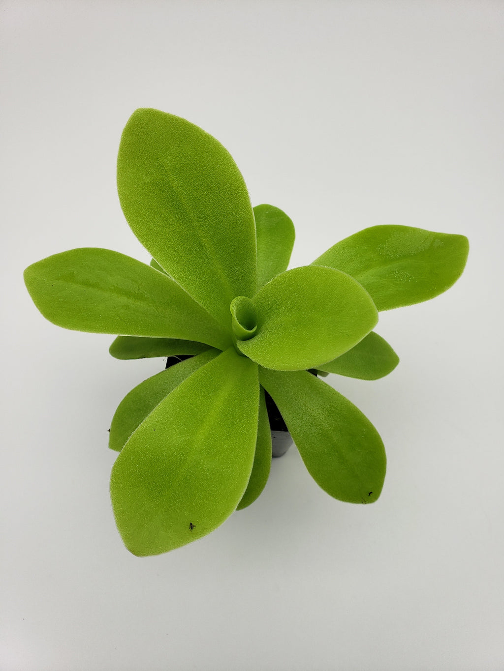 Pinguicula agnata True Blue x gigantea live plant product image 4