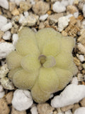 Pinguicula agnata -inchTrue Blue-inch x hemiepiphytica product image 1
