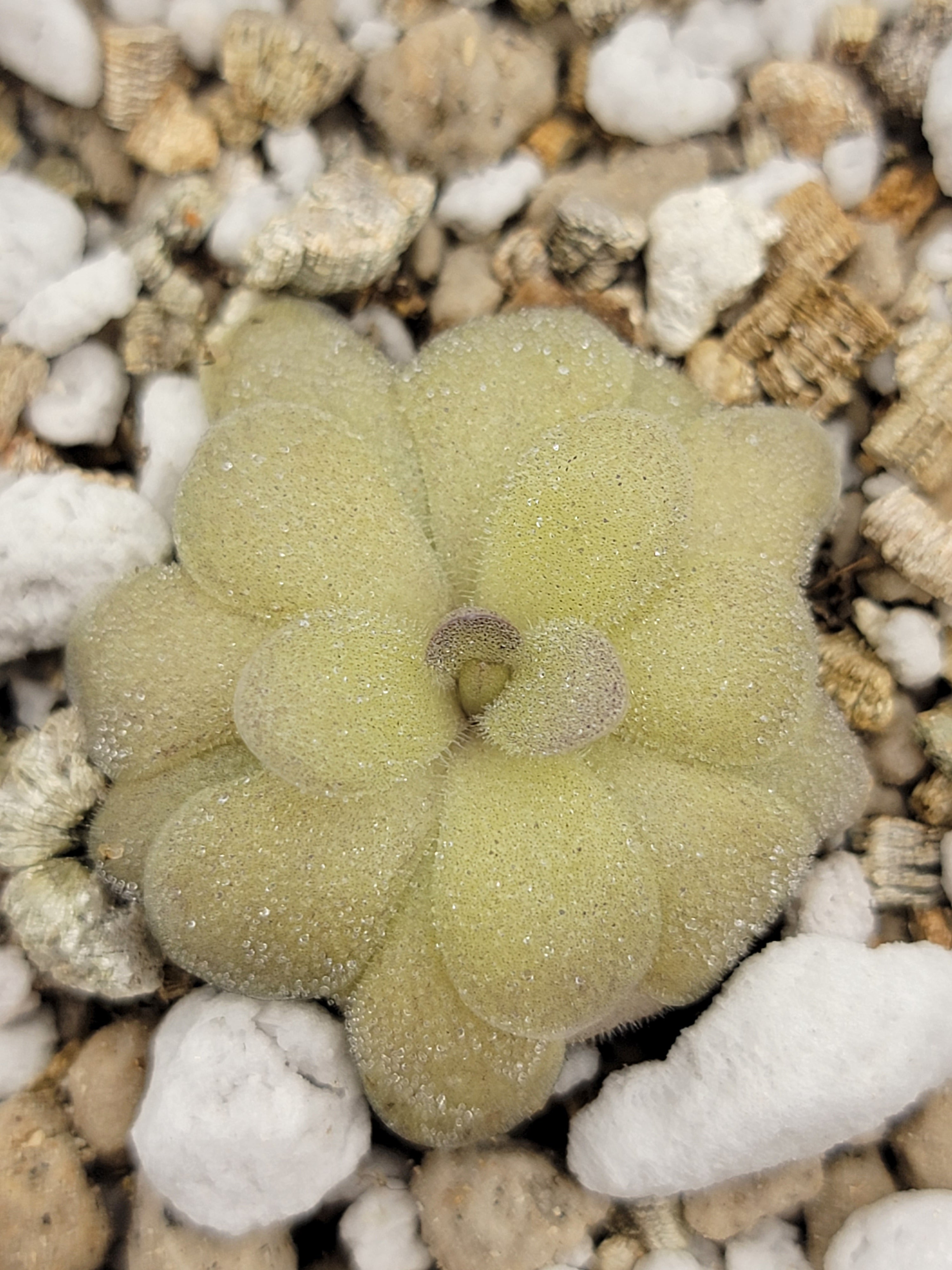 Pinguicula agnata -inchTrue Blue-inch x hemiepiphytica product image 1