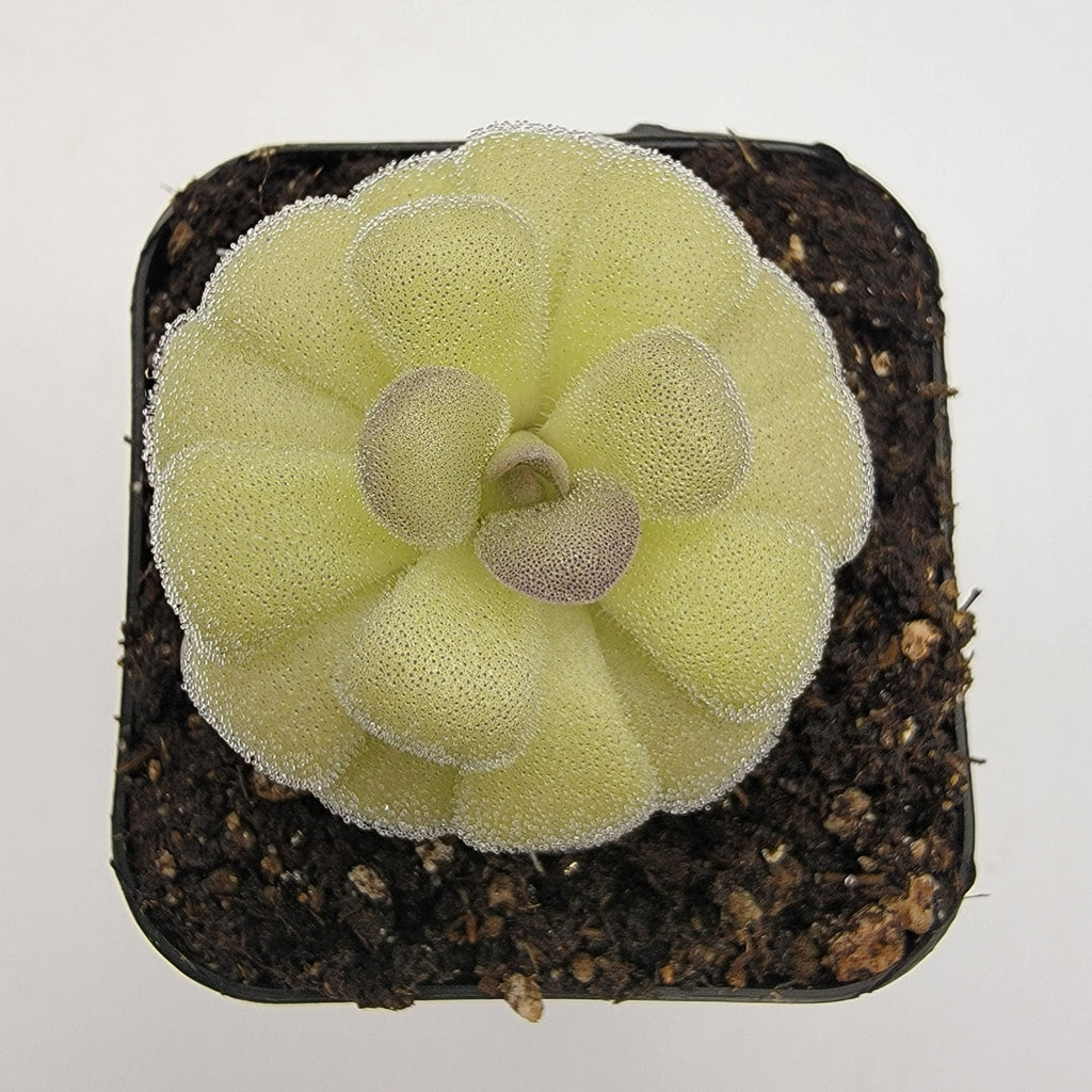 Pinguicula agnata -inchTrue Blue-inch x hemiepiphytica product image 2