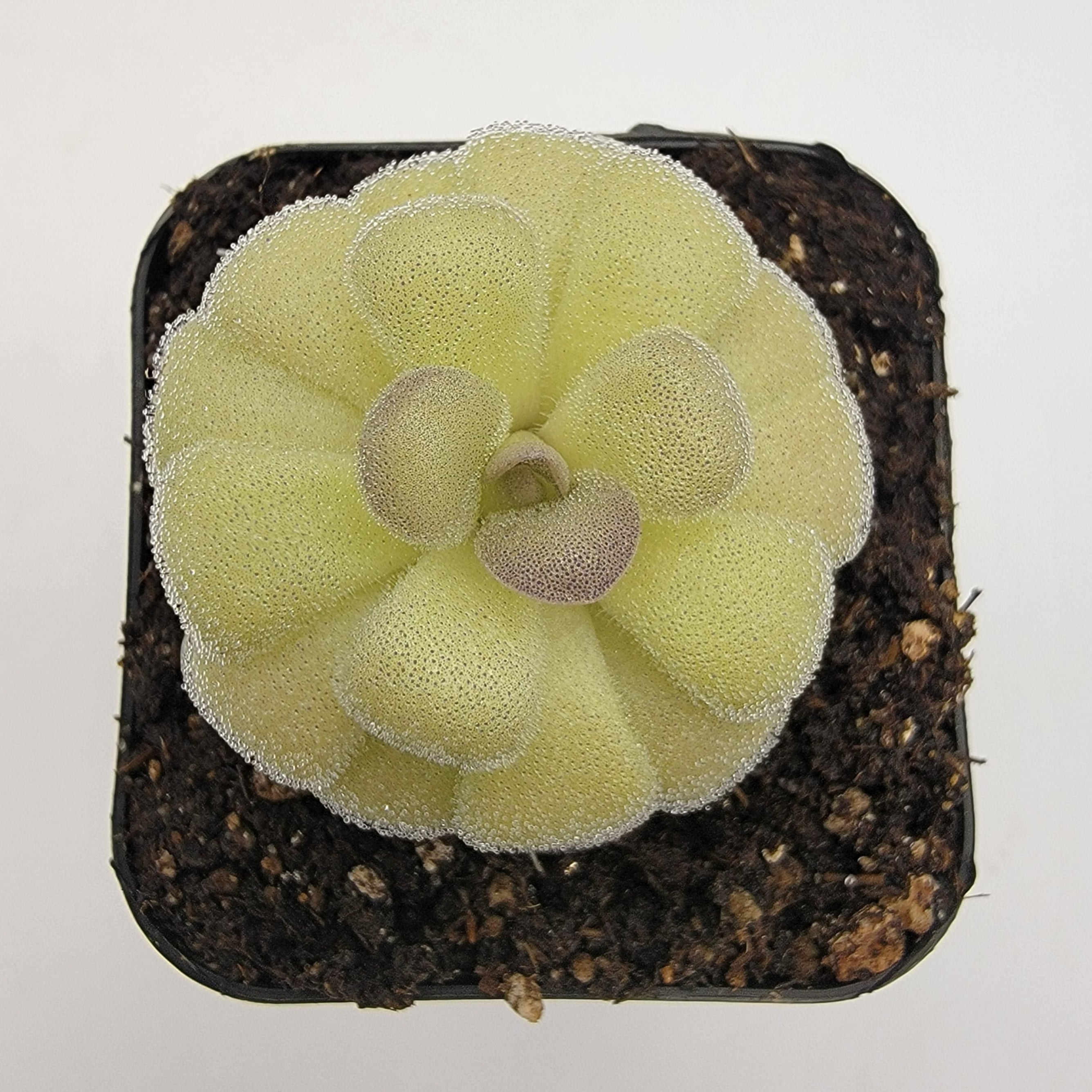 Pinguicula agnata -inchTrue Blue-inch x hemiepiphytica product image 2