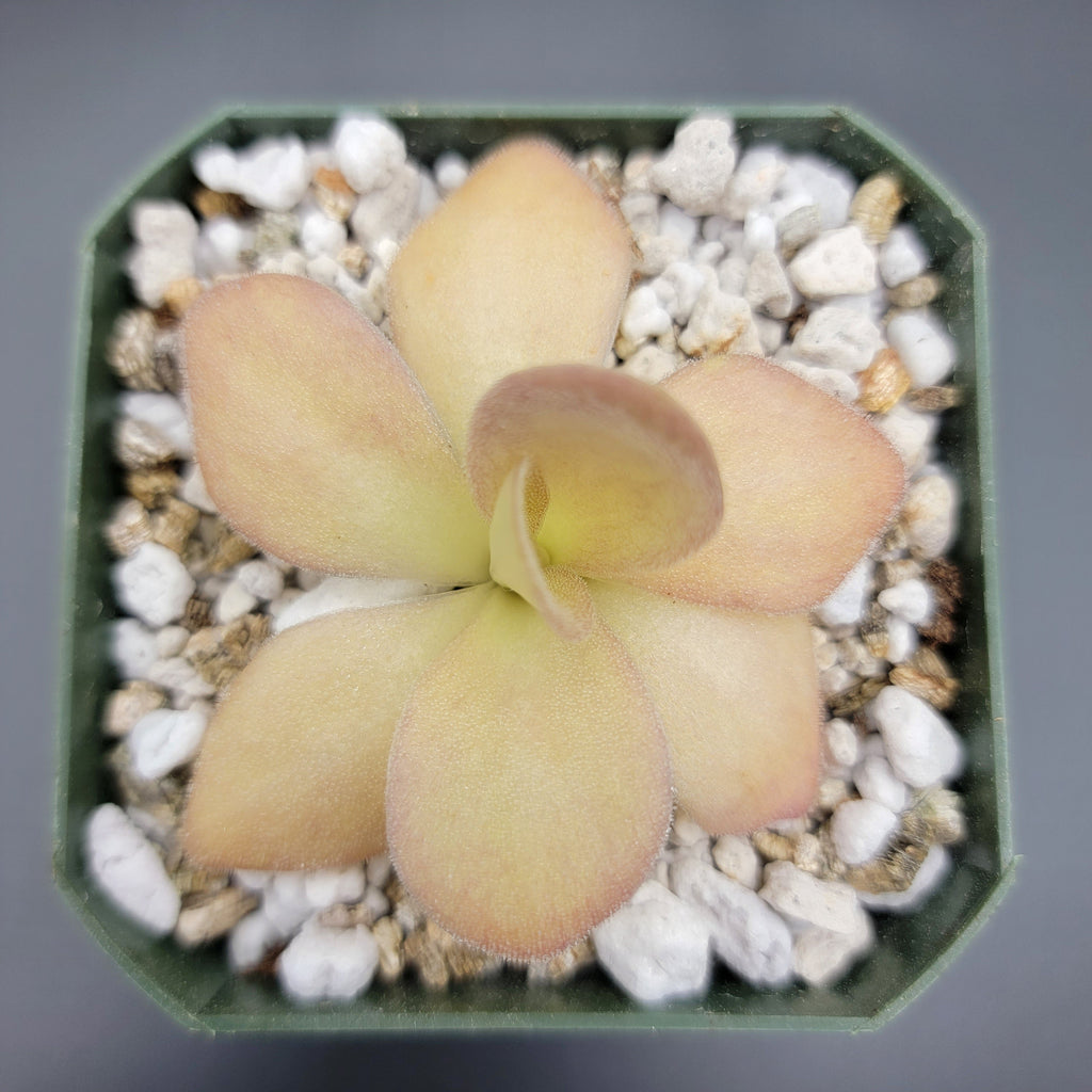 Pinguicula agnata {Zimapan, Hidalgo, Méx} live plant product image 3