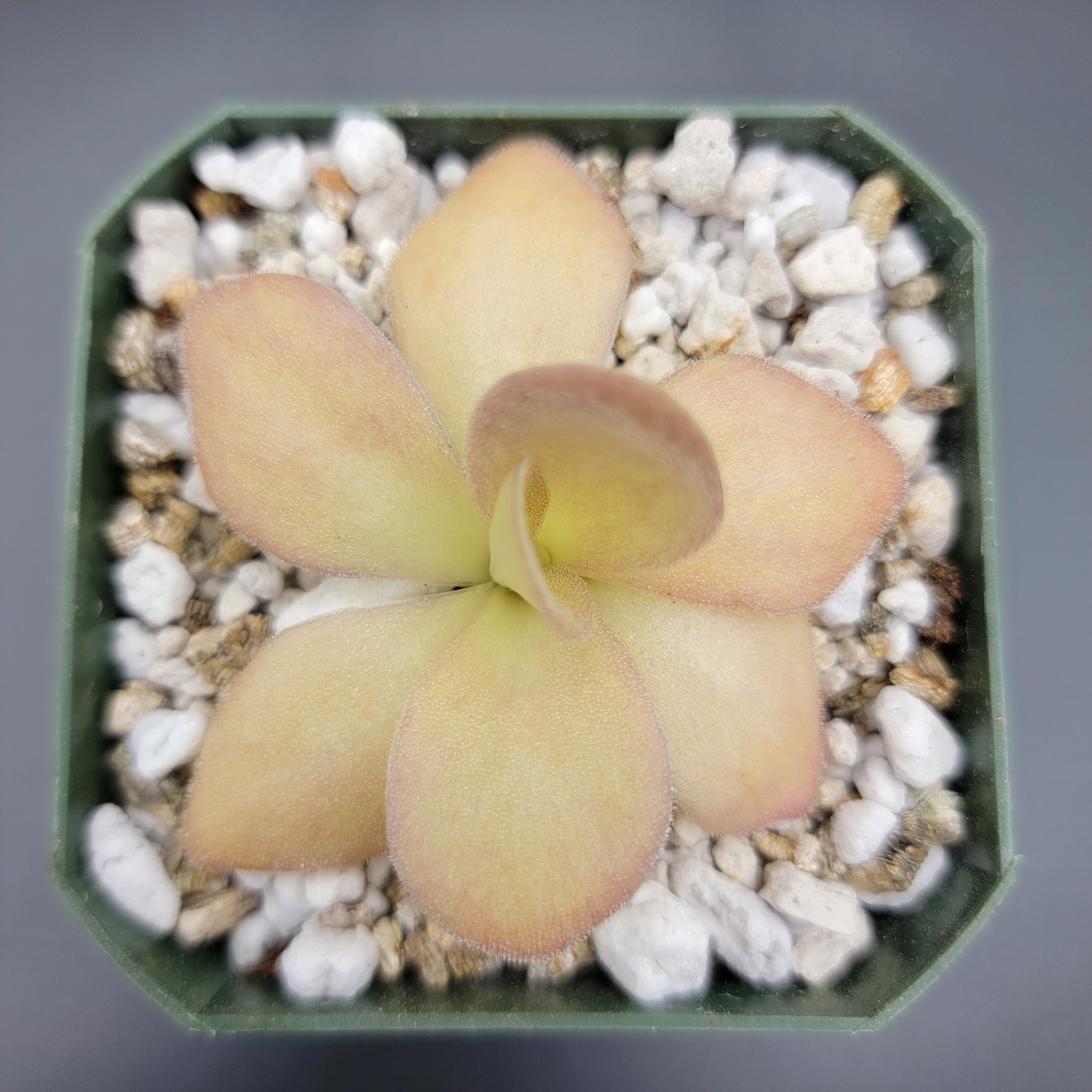Pinguicula agnata {Zimapan, Hidalgo, Méx} live plant product image 3