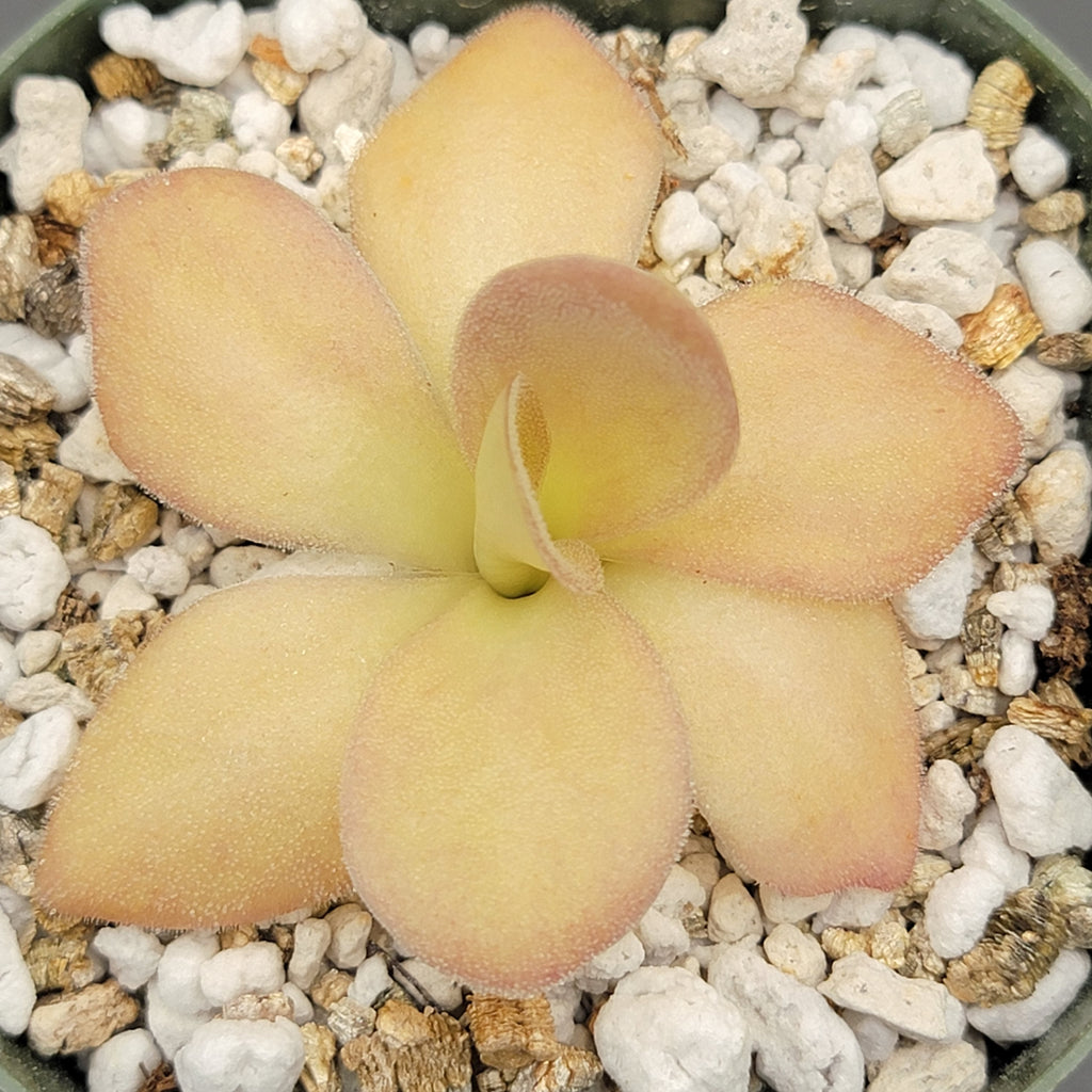 Pinguicula agnata {Zimapan, Hidalgo, Méx} live plant product image 1