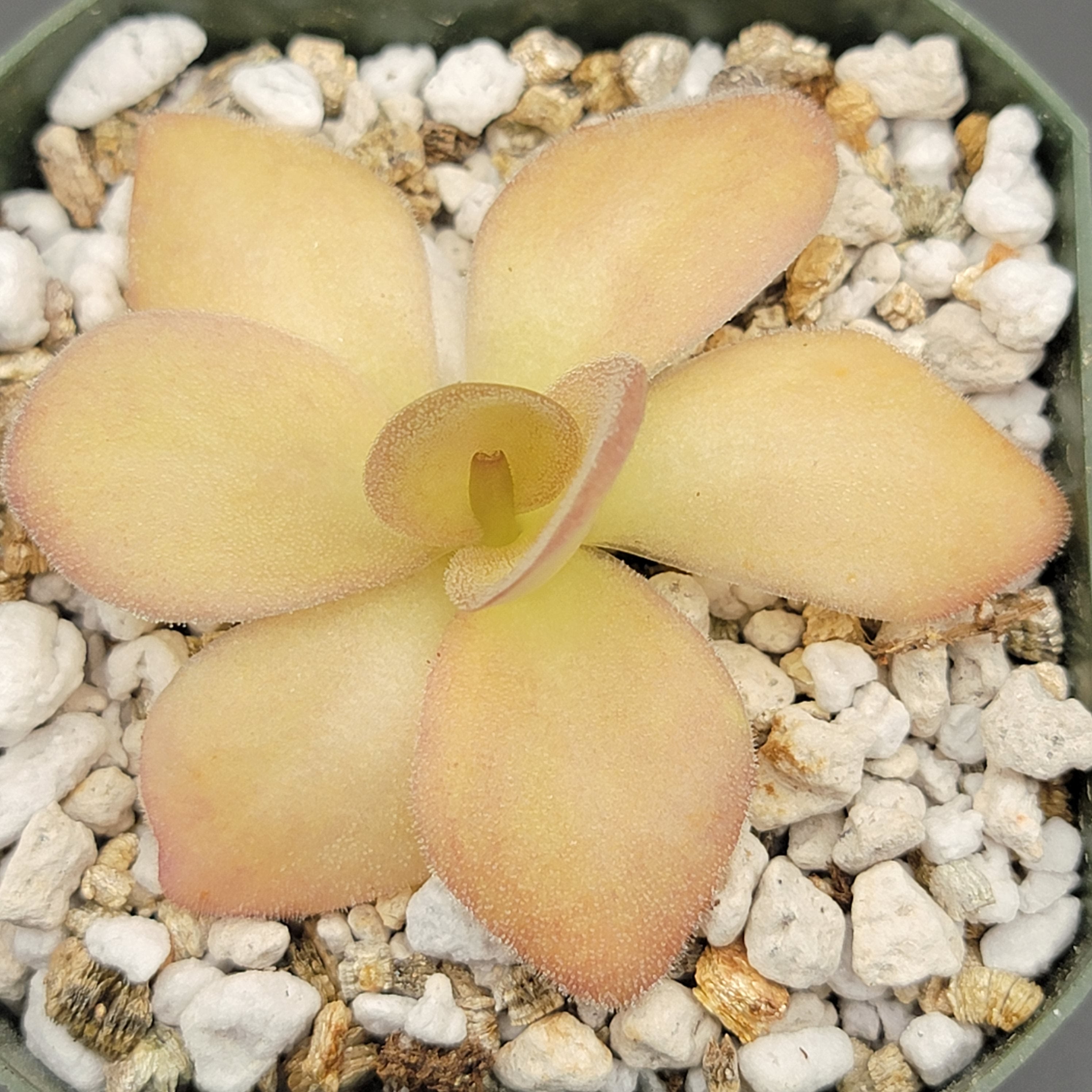 Pinguicula agnata {Zimapan, Hidalgo, Méx} live plant product image 2