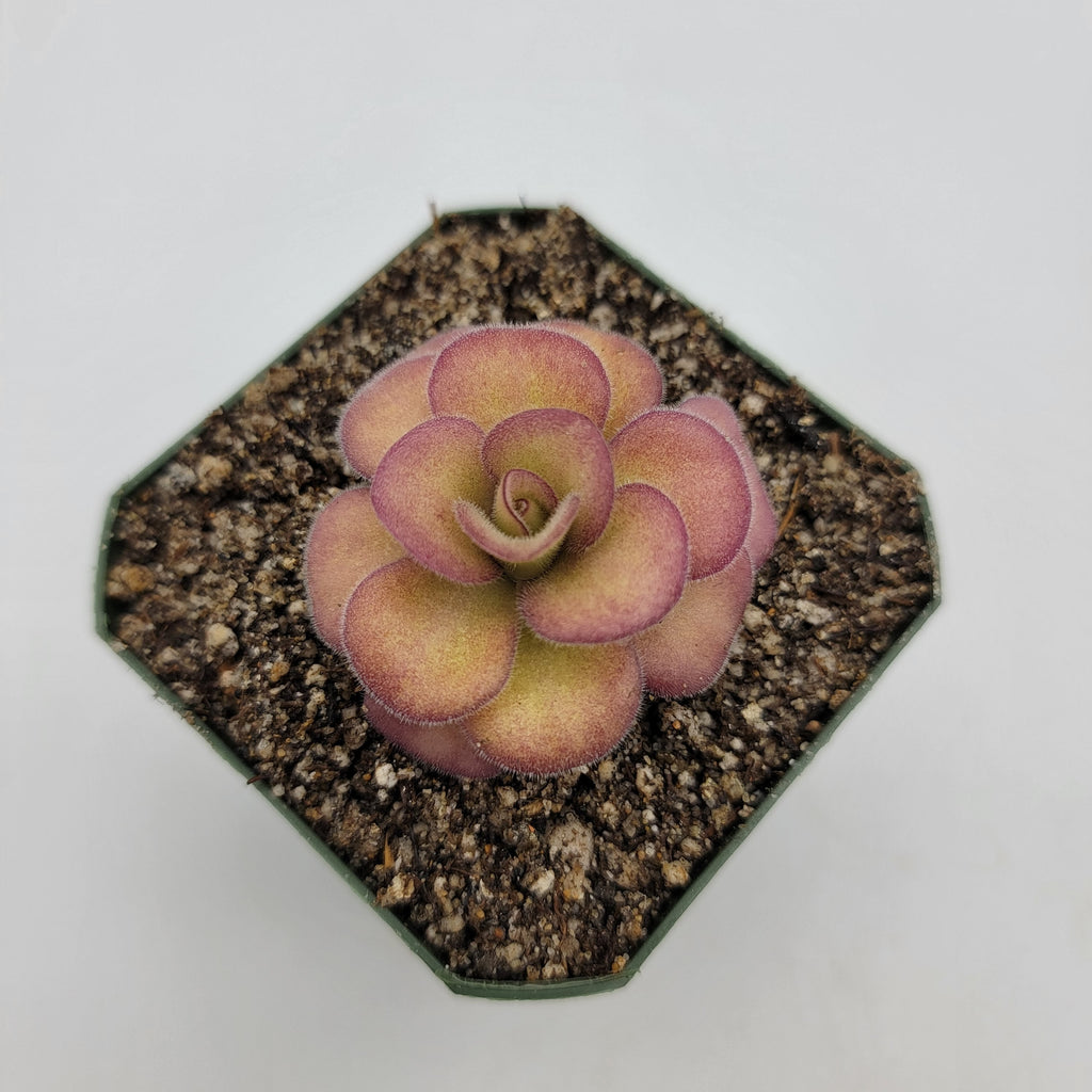 Pinguicula agnata 'El Lobo' live plant product image 1
