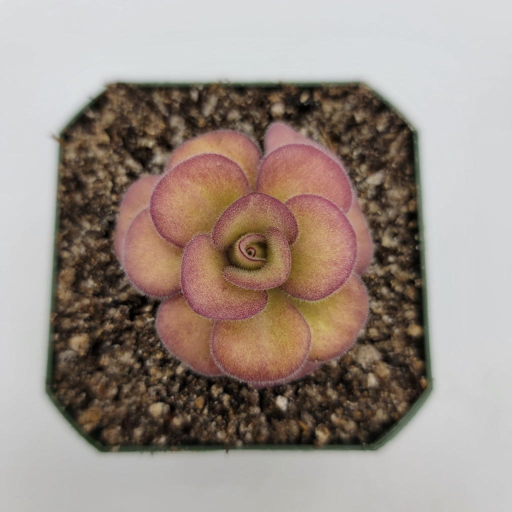 Pinguicula agnata 'El Lobo' live plant product image 3
