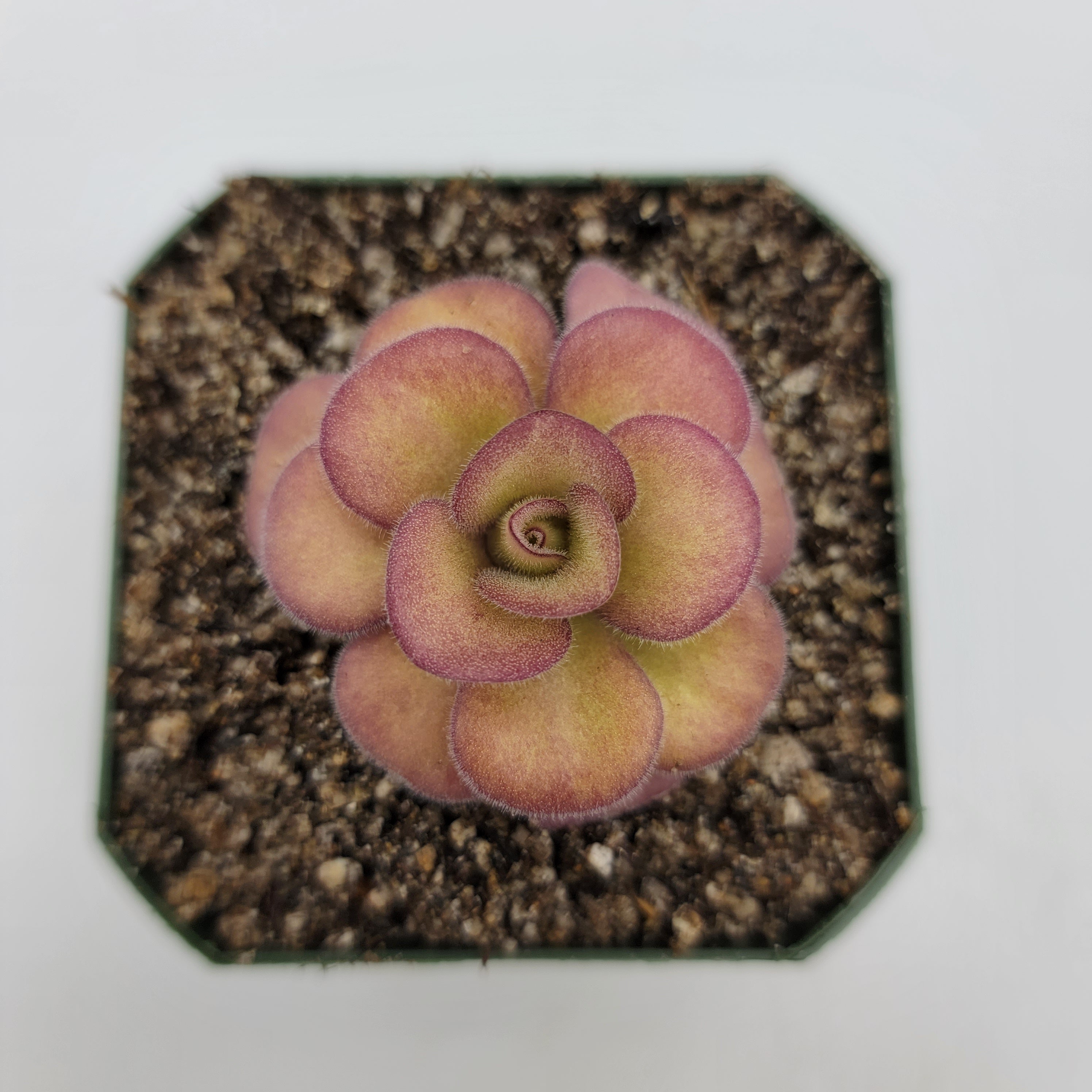 Pinguicula agnata 'El Lobo' live plant product image 3
