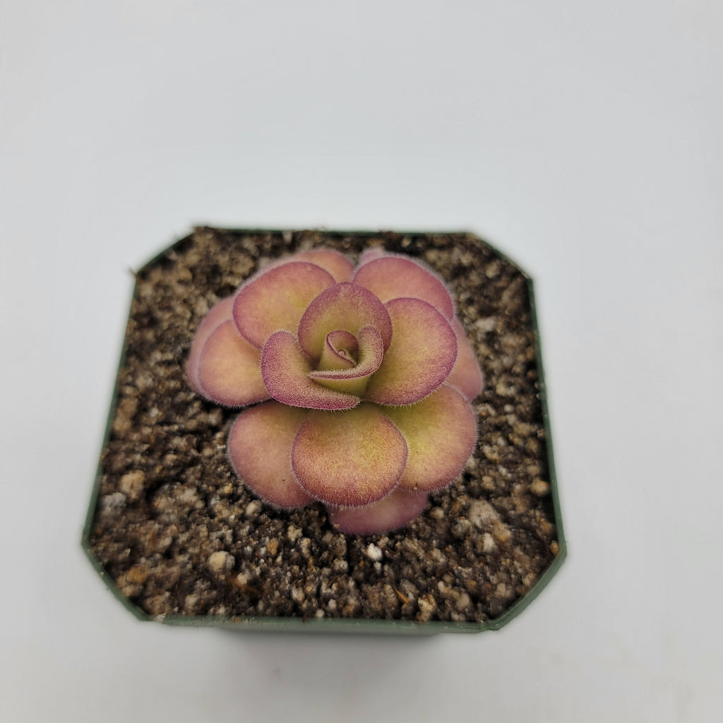 Pinguicula agnata 'El Lobo' live plant product image 4