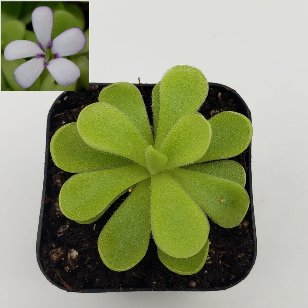 Pinguicula agnata True Blue x gigantea live plant product image 1